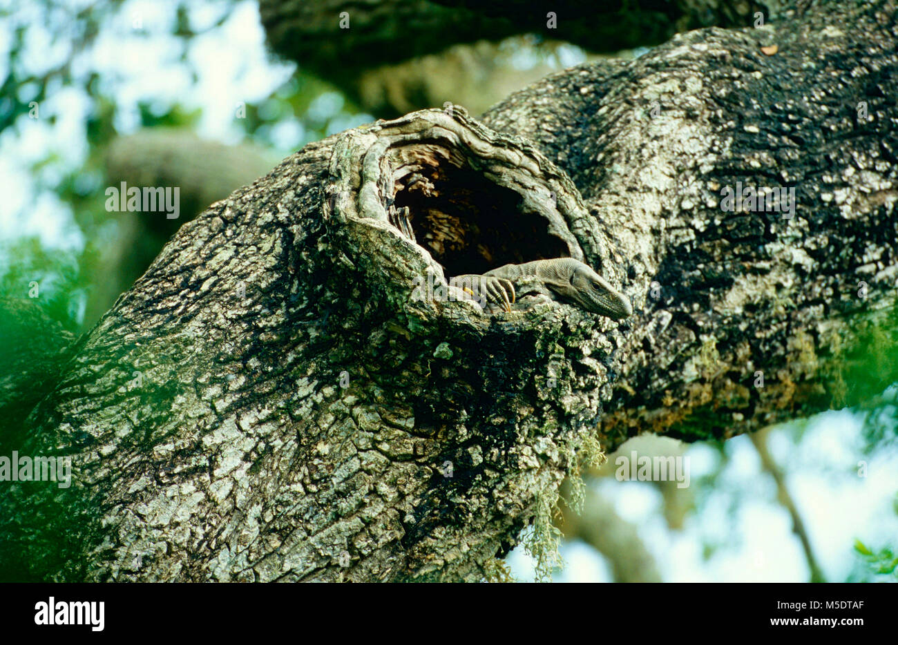Monitor del Bengala, Varanus benegalensis, Varanidae, Monitor, nella struttura ad albero cavo, rettile, Yala National Park, Sri Lanka Foto Stock