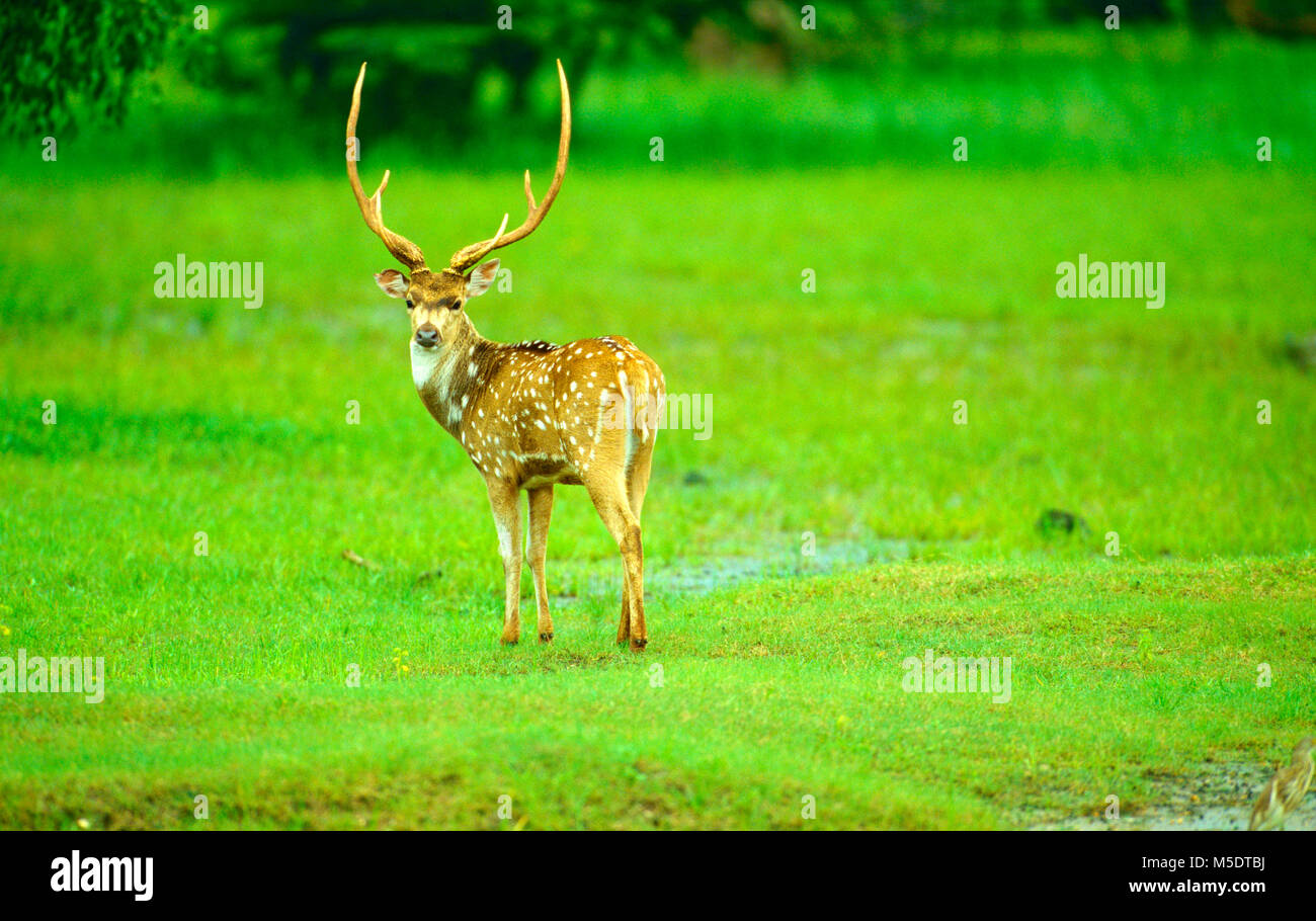 Avvistato cervi, asse asse, Cervidae, cervi, bulle, mammifero, animale, Yala National Park, Sri Lanka Foto Stock