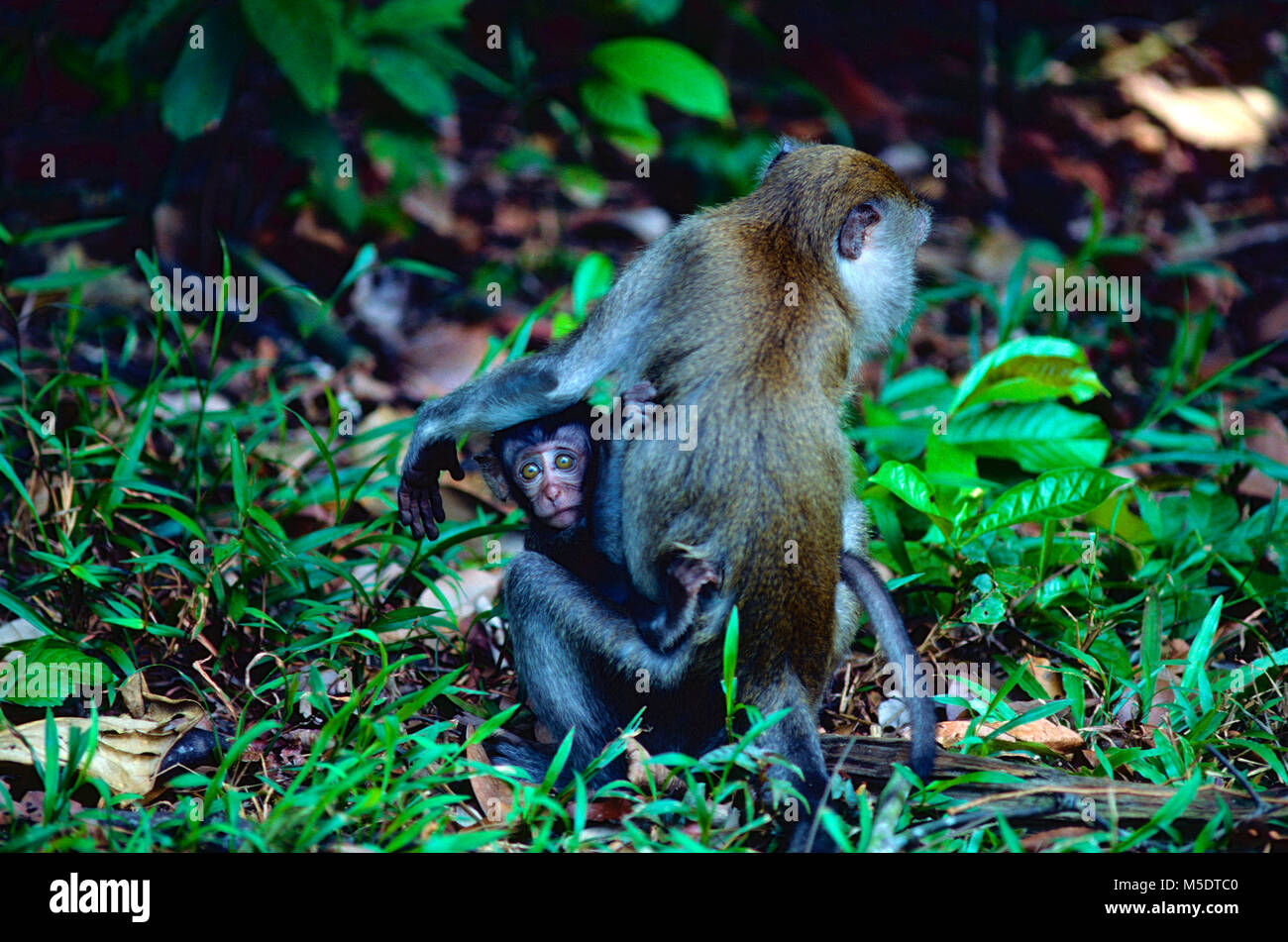 Crab-eating macaque, Macaca fascicularis. Cercopithecidae, APE, femmina, bambino, mammifero, animale, Singapore Foto Stock