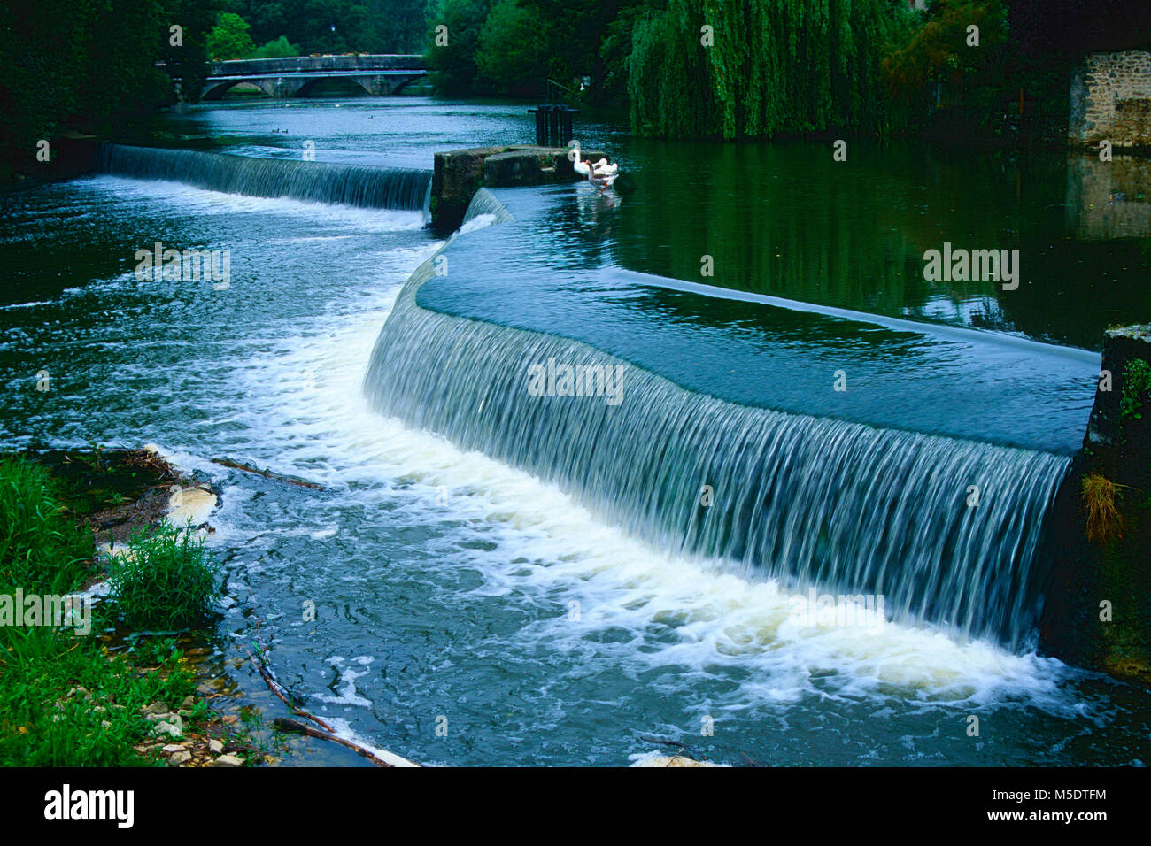 Fiume, rivendicazione, barrage, cascata, bridge, oche domestiche, oche, bird, animale, Vivonne, dipartimento di Vienne, Francia Foto Stock