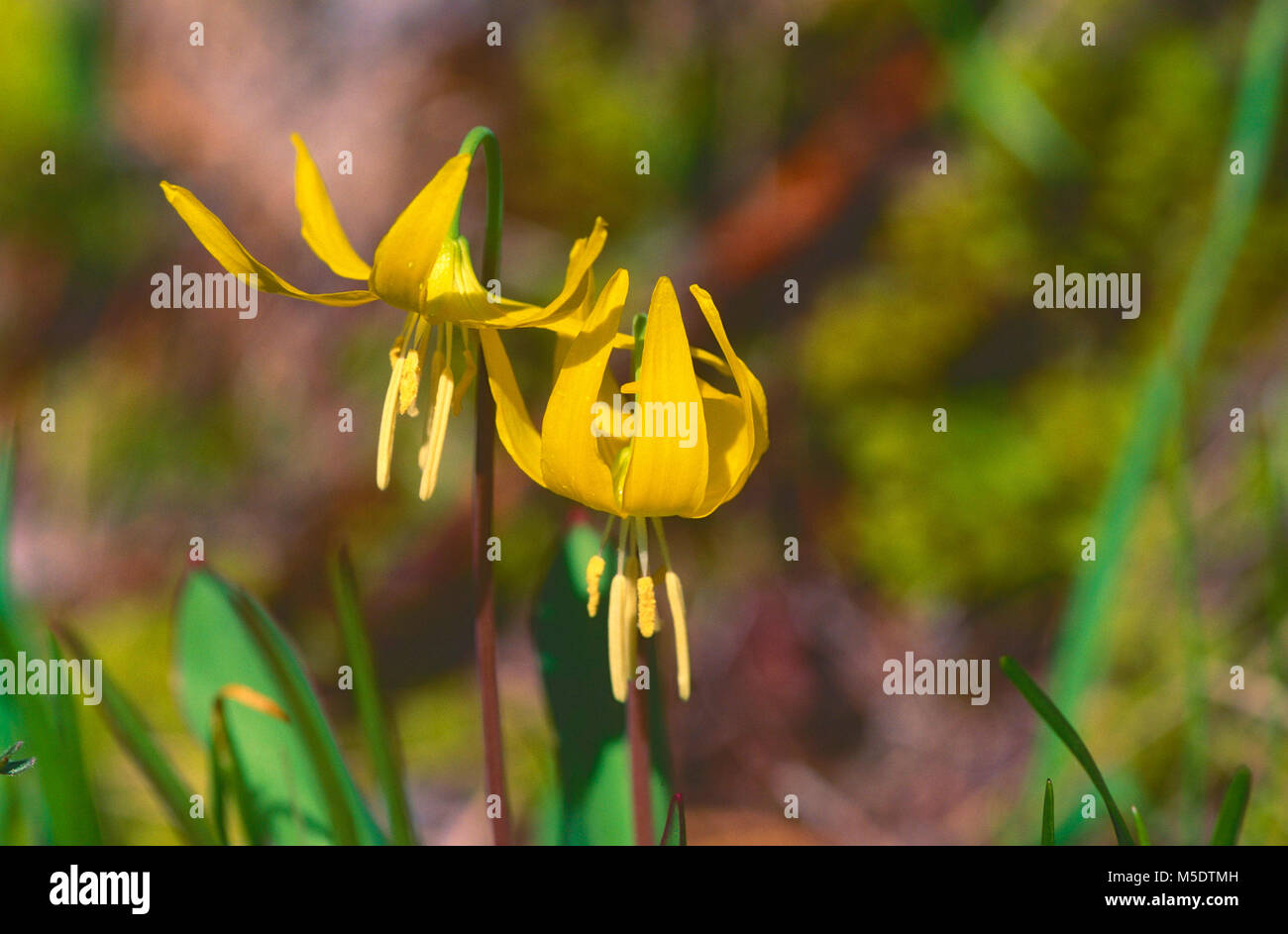 Glacier Lily, Erythromium grandiflorum, liliacee, fioritura, fiorisce, dettaglio, giallo fiore fiori selvatici, vegetali, Parco Nazionale dei laghi di Waterton, Alber Foto Stock