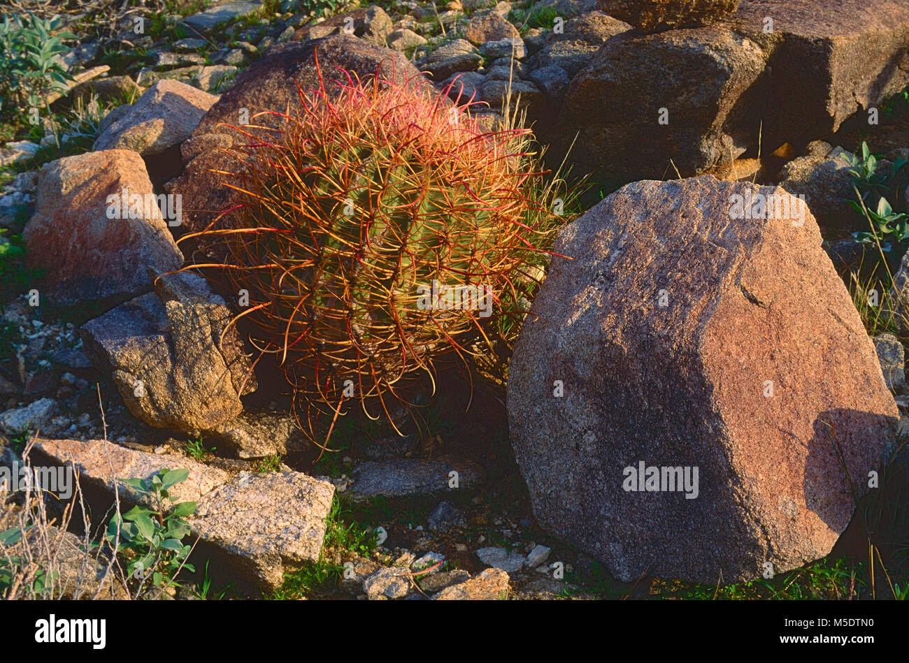 Barrel Cactus, Ferocactus cylindraceus, Cactacea, cactus, pianta, pianta selvatica, Anza-Borrego Desert State Park, California, Stati Uniti d'America Foto Stock