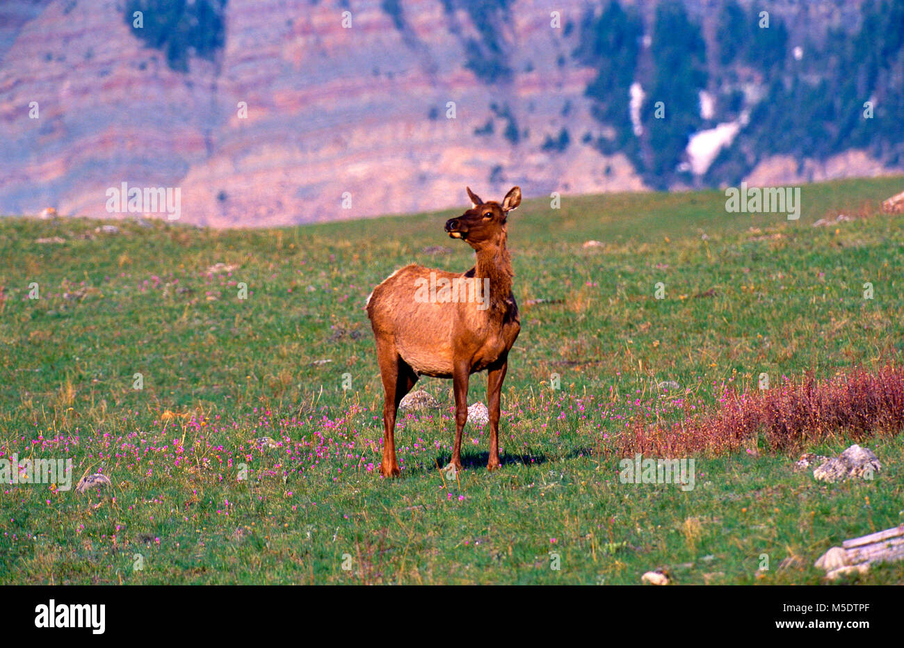 Elk, Cervus elaphus, Cervidae, doe, mammifero, animale, Parco Nazionale dei laghi di Waterton, Alberta, Canada Foto Stock