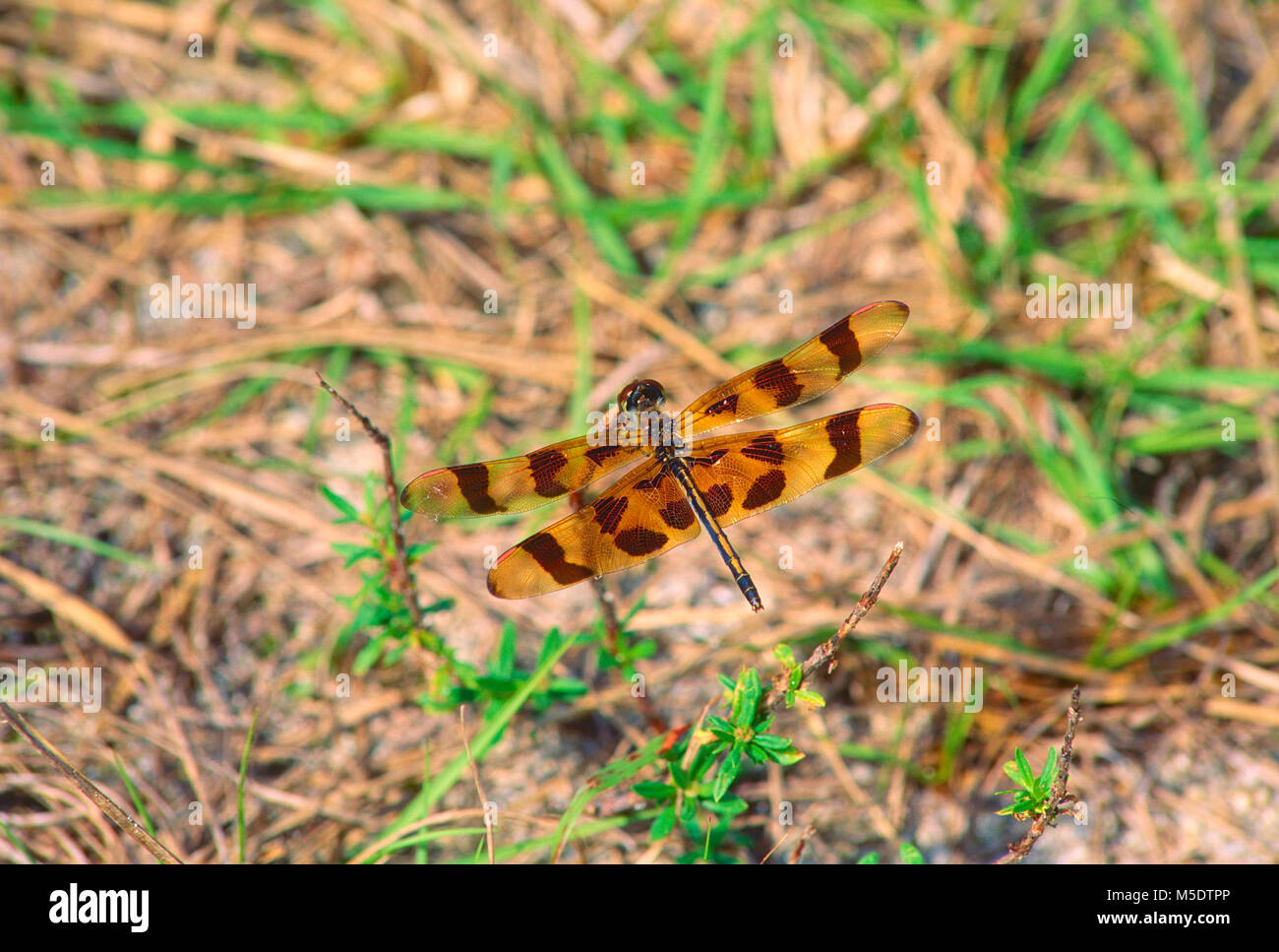 Halloween pennant, Celithemis eponia, Libellulidae, dragonfly, insetti, animali Everglades National Park, Florida Foto Stock