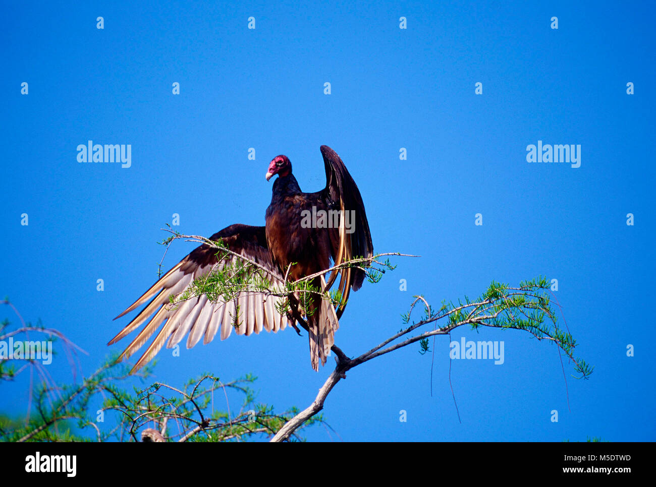 La Turchia avvoltoio, Cathartes aura, Cathardidae, avvoltoio, rapace, ali di essiccazione, bird, animale, Everglades National Park, Florida, Stati Uniti d'America Foto Stock