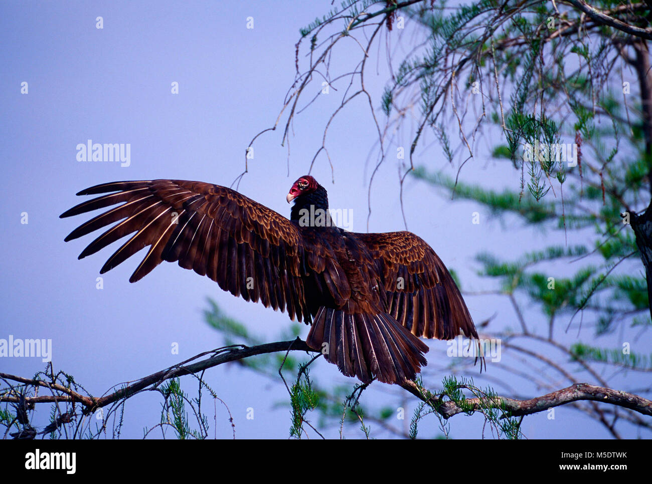 La Turchia avvoltoio, Cathartes aura, Cathardidae, avvoltoio, rapace, ali di essiccazione, bird, animale, Everglades National Park, Florida, Stati Uniti d'America Foto Stock