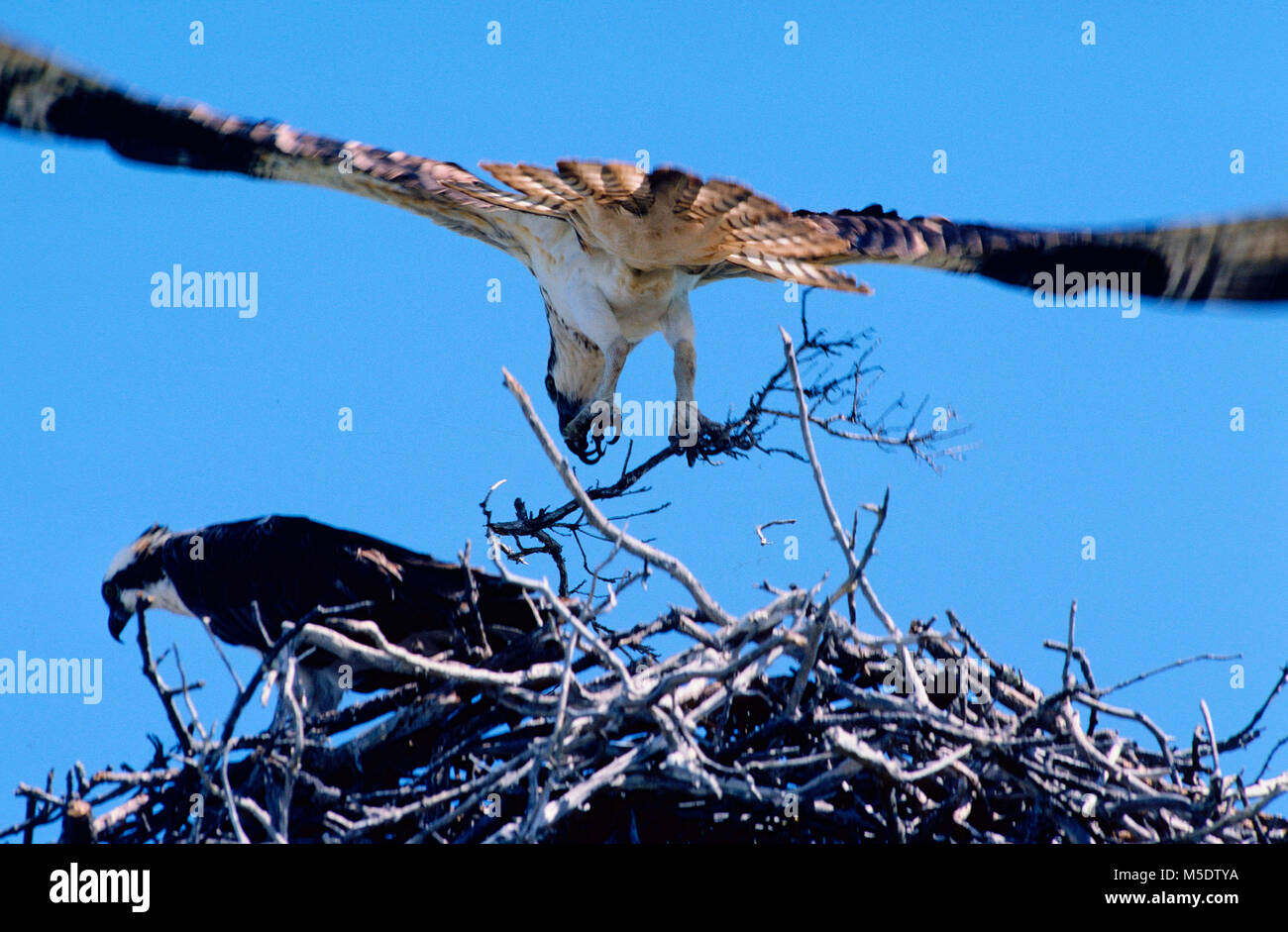 Osprey, Pandion haliaetus, Accipitridae, Eagle, uccello da preda, bird, animale, aerie, porta il materiale di nidificazione, Florida Keys, Florida, Stati Uniti d'America Foto Stock
