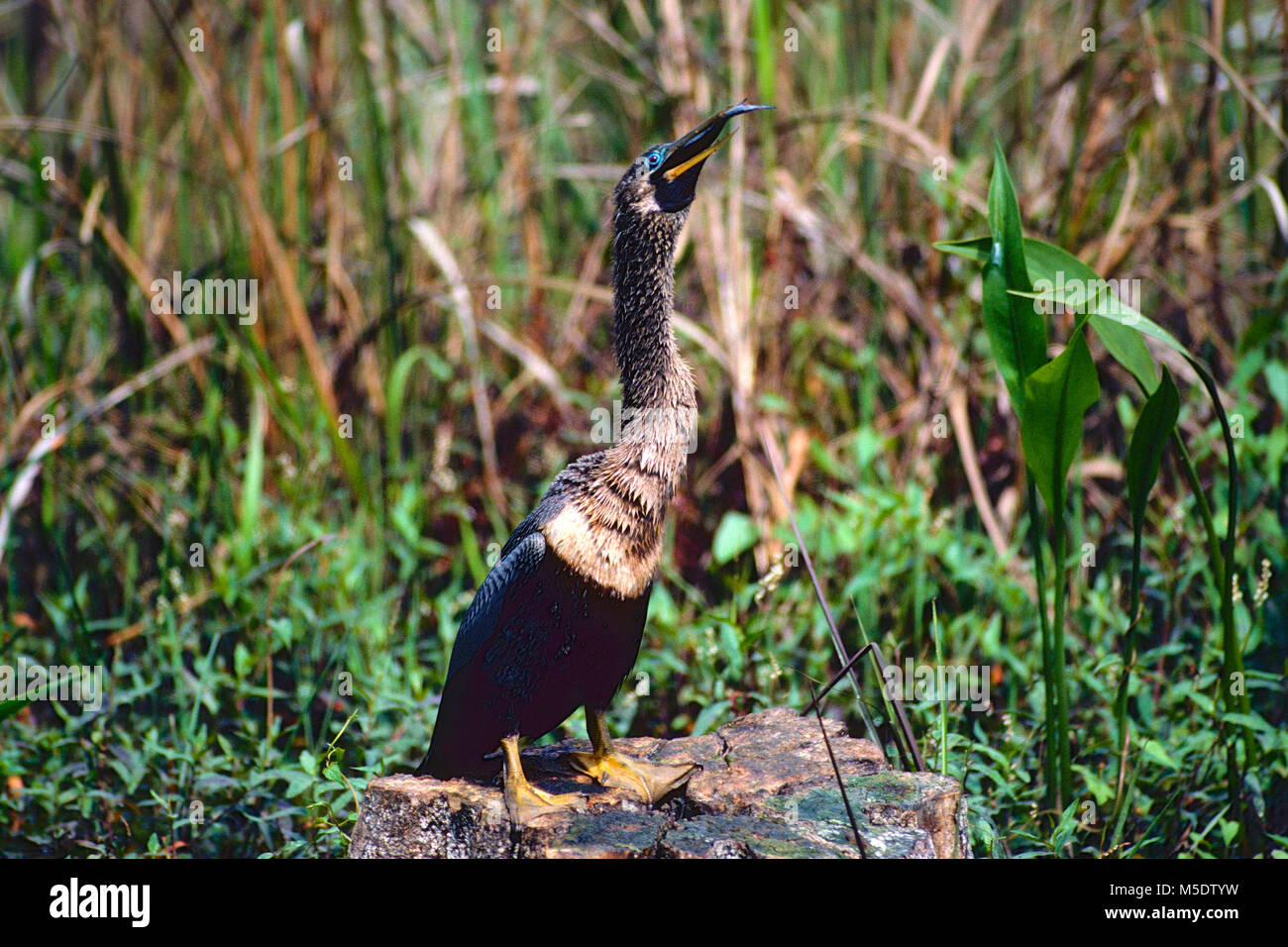 Anhinga, anhinga anhinga, Anhingidae, femmina, ingestione di pesce gatto, bird, animale, anhinga trail, Everglades National Park, Florida, Stati Uniti d'America Foto Stock