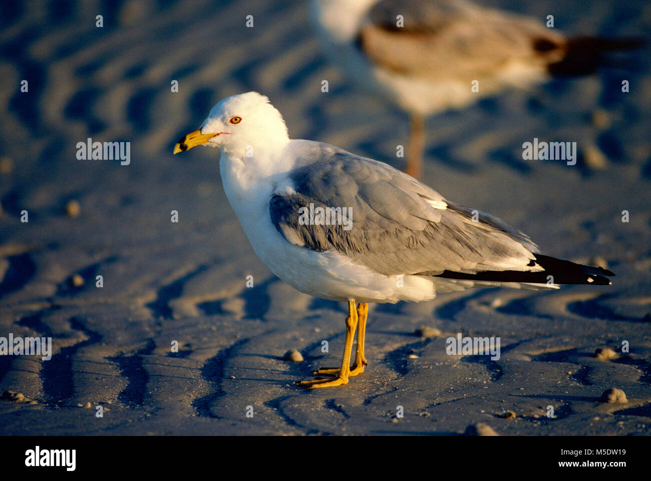 Anello-fatturati Gabbiano, Larus delawarensis, Laridae, adulto, di gabbiano, bird, animale, spiaggia sabbiosa, Fort Myers Beach, Florida, Stati Uniti d'America Foto Stock