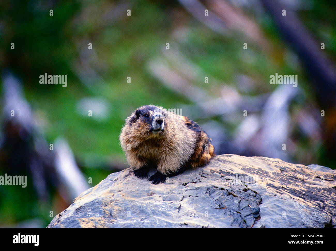 Marmotta di ventre giallo, Marmota flaviventris, Sciuridae, marmotta, mammifero, animali del Parco Nazionale di Jasper, Alberta, Canada Foto Stock