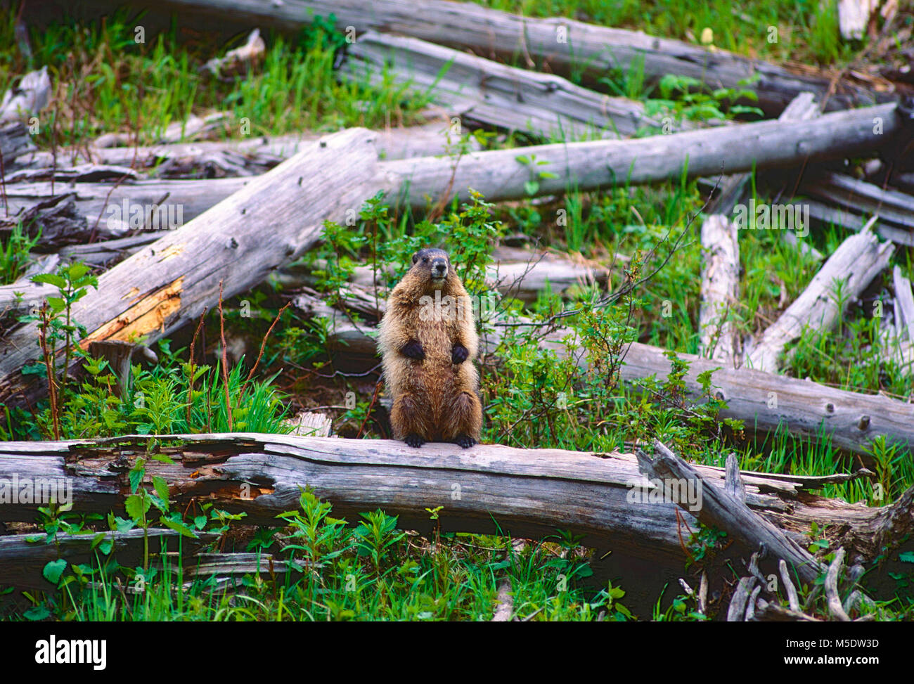 Marmotta di ventre giallo, Marmota flaviventris, Sciuridae, marmotta, mammifero, animali del Parco Nazionale di Jasper, Alberta, Canada Foto Stock