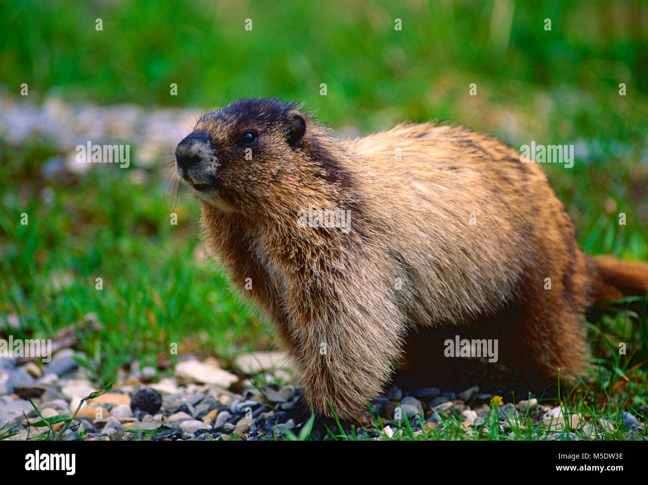 Marmotta di ventre giallo, Marmota flaviventris, Sciuridae, marmotta, mammifero, animali del Parco Nazionale di Jasper, Alberta, Canada Foto Stock