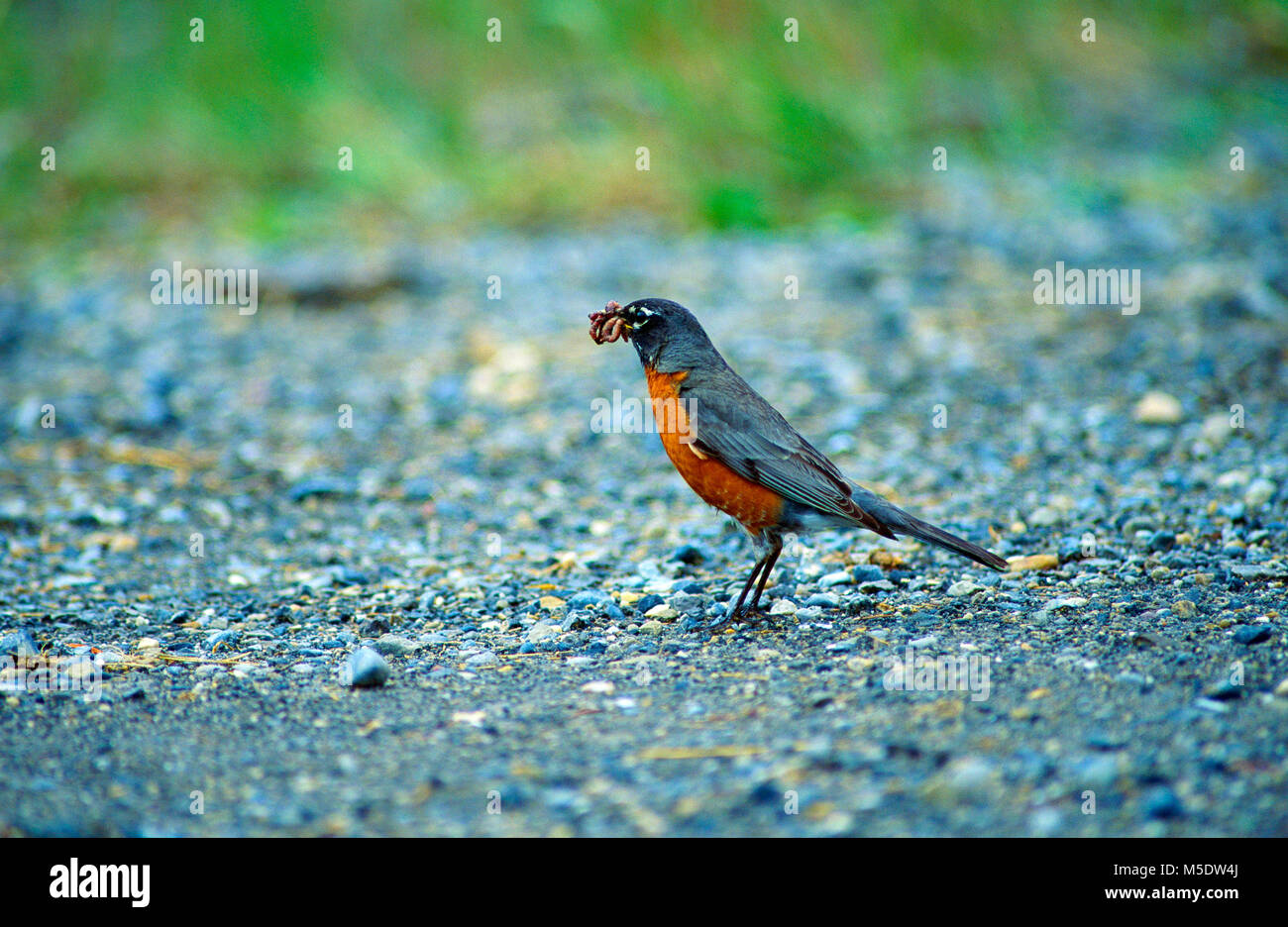 American Robin, Turdus migratorius, turdidae, tordi, maschio, con worms, alimentazione, bird, animale, il Parco Nazionale di Banff, Alberta, Canada Foto Stock