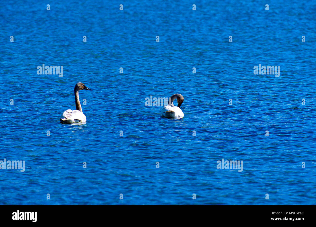 La tundra Swan, Cygnus columbianus, anatidi, Swan, capretti, bird, animale, Parco Nazionale dei laghi di Waterton, Alberta, Canada Foto Stock