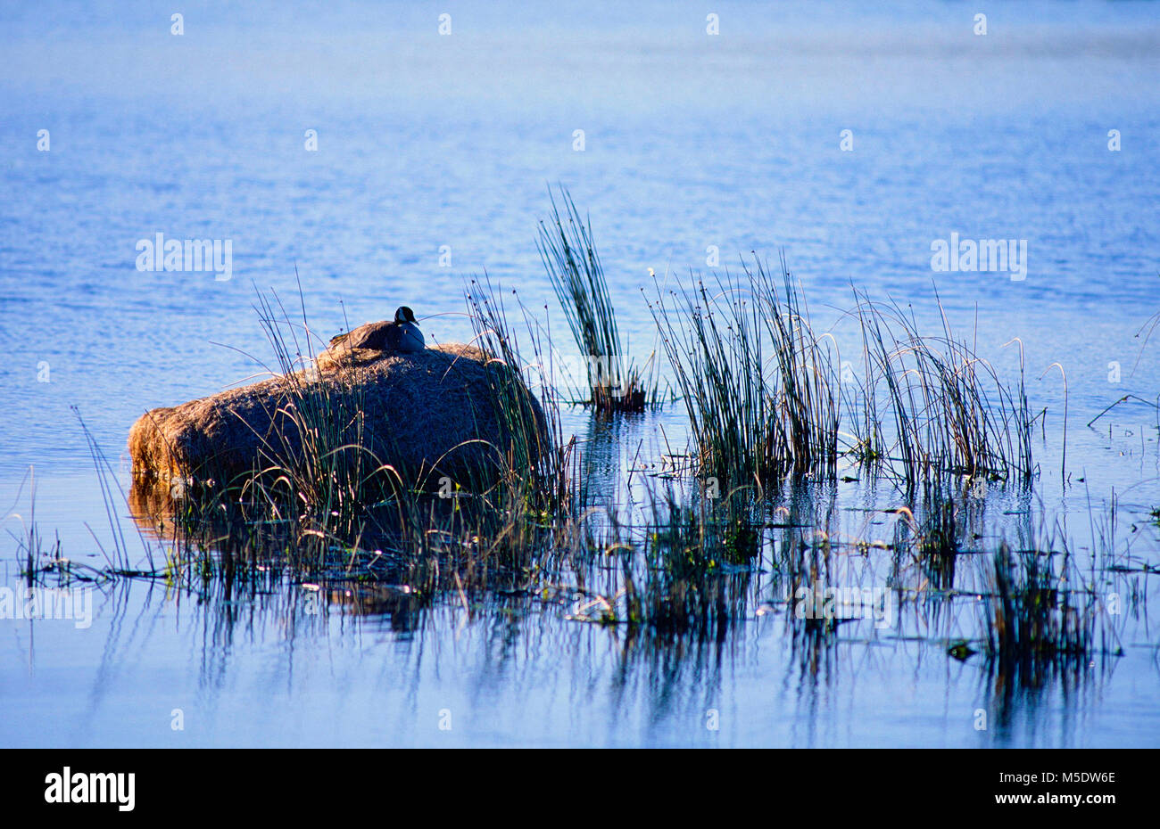 Canada Goose, Branta canadensis, anatidi, oca, nido, sulla balla di paglia, allevamento, bird, animale, Parco Nazionale dei laghi di Waterton, Alberta, Canada Foto Stock