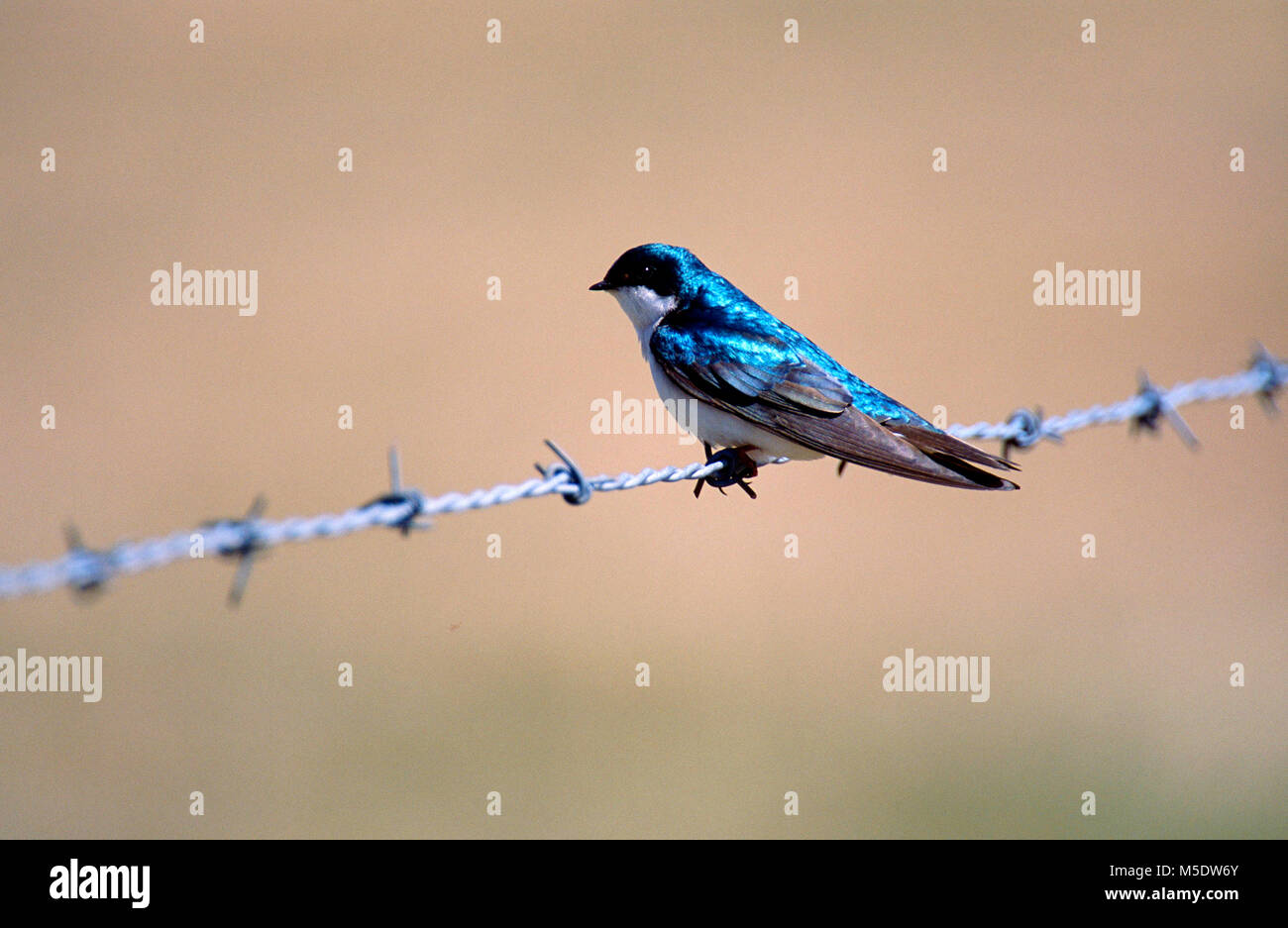 Tree Swallow, Tachycineta bicolor, Hirundinidae, Swallow, bird, animale, Parco Nazionale dei laghi di Waterton, Alberta, Canada Foto Stock