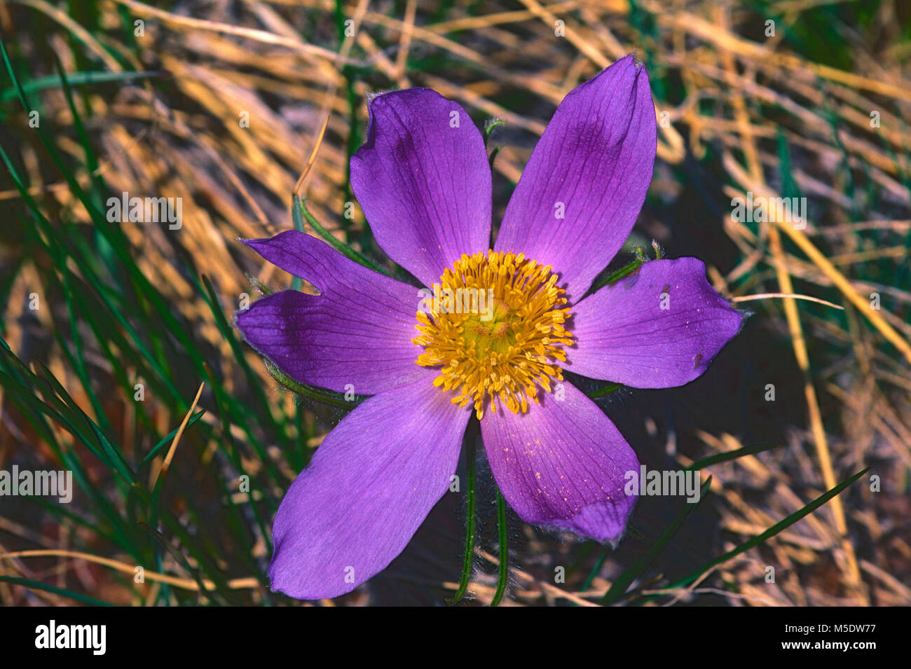 "Pasque orientale fiore, Pulsatilla patens, Ranunculaceae, "Pasque flower, fiori selvatici, fiore, blossom, dettaglio impianto, Parco Nazionale dei laghi di Waterton, Alb Foto Stock