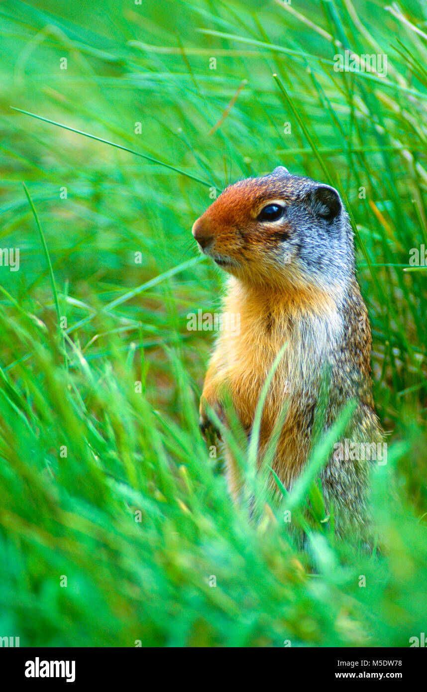 Terra colombiana scoiattolo, Spermophilus columbianus, Sciuridae, Rodant, mammifero, animale, Parco Nazionale dei laghi di Waterton, Alberta, Canada Foto Stock