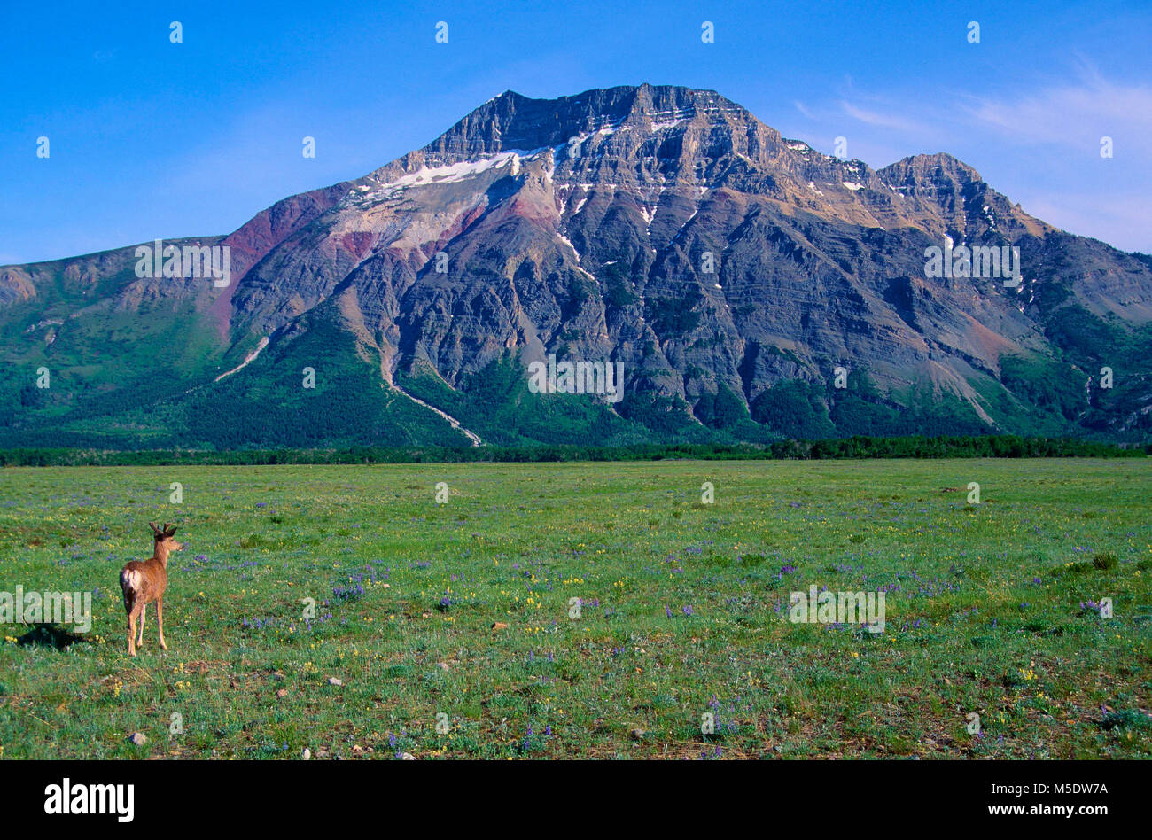 Mule Deer, Odocoileus hemionus, Cervidae, cervi, Bull, palchi in velluto, mammifero, animale, Vimy picco, moutain, Parco Nazionale dei laghi di Waterton, Alberta, Ca Foto Stock