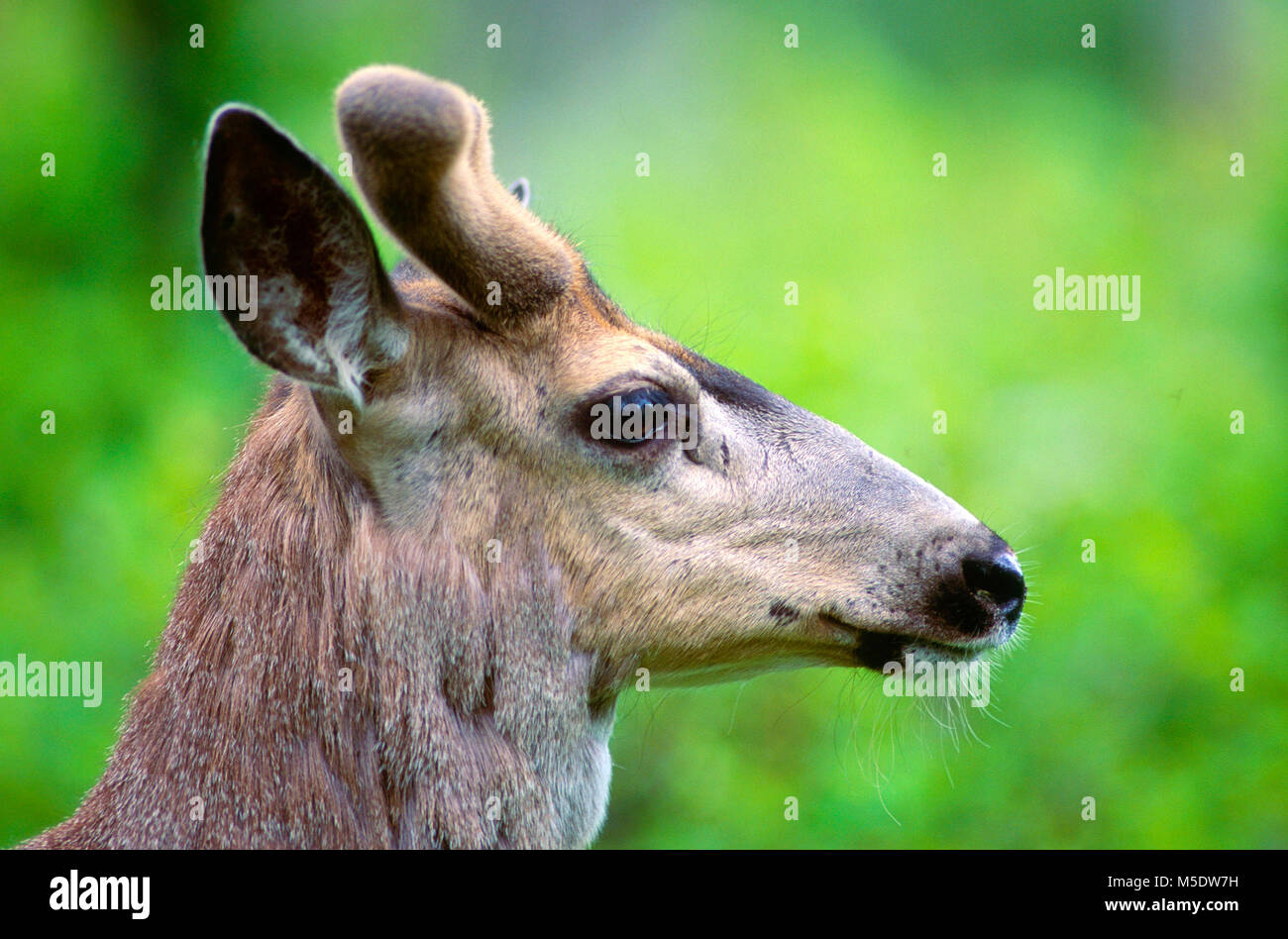 Mule Deer, Odocoileus hemionus, Cervidae, cervi, Bull, palchi in velluto, ritratto, mammifero, animale, Parco Nazionale dei laghi di Waterton, Alberta, Canada Foto Stock