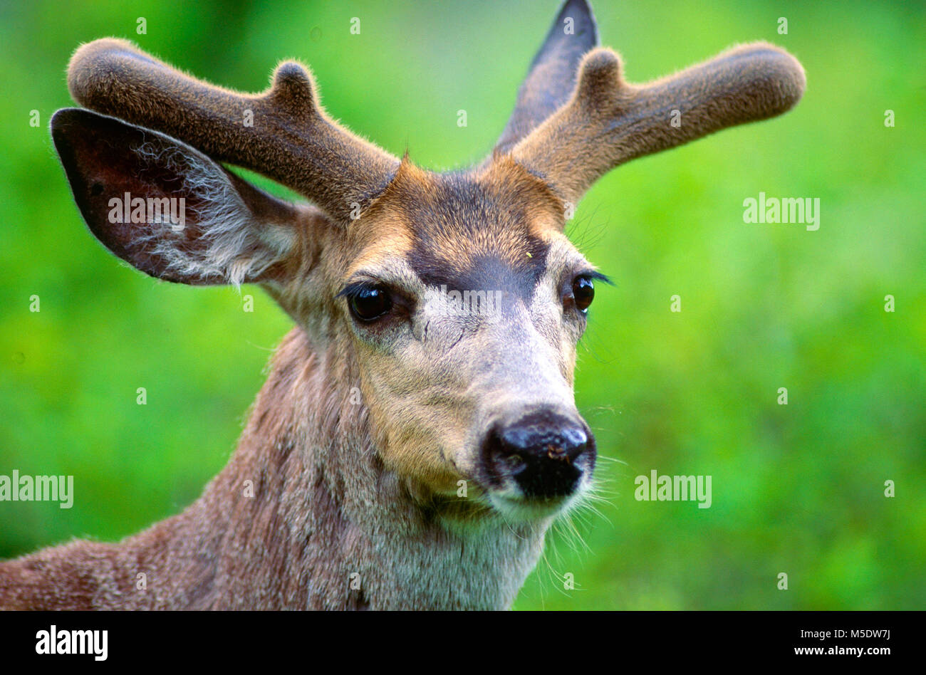 Mule Deer, Odocoileus hemionus, Cervidae, cervi, Bull, palchi in velluto, ritratto, mammifero, animale, Parco Nazionale dei laghi di Waterton, Alberta, Canada Foto Stock