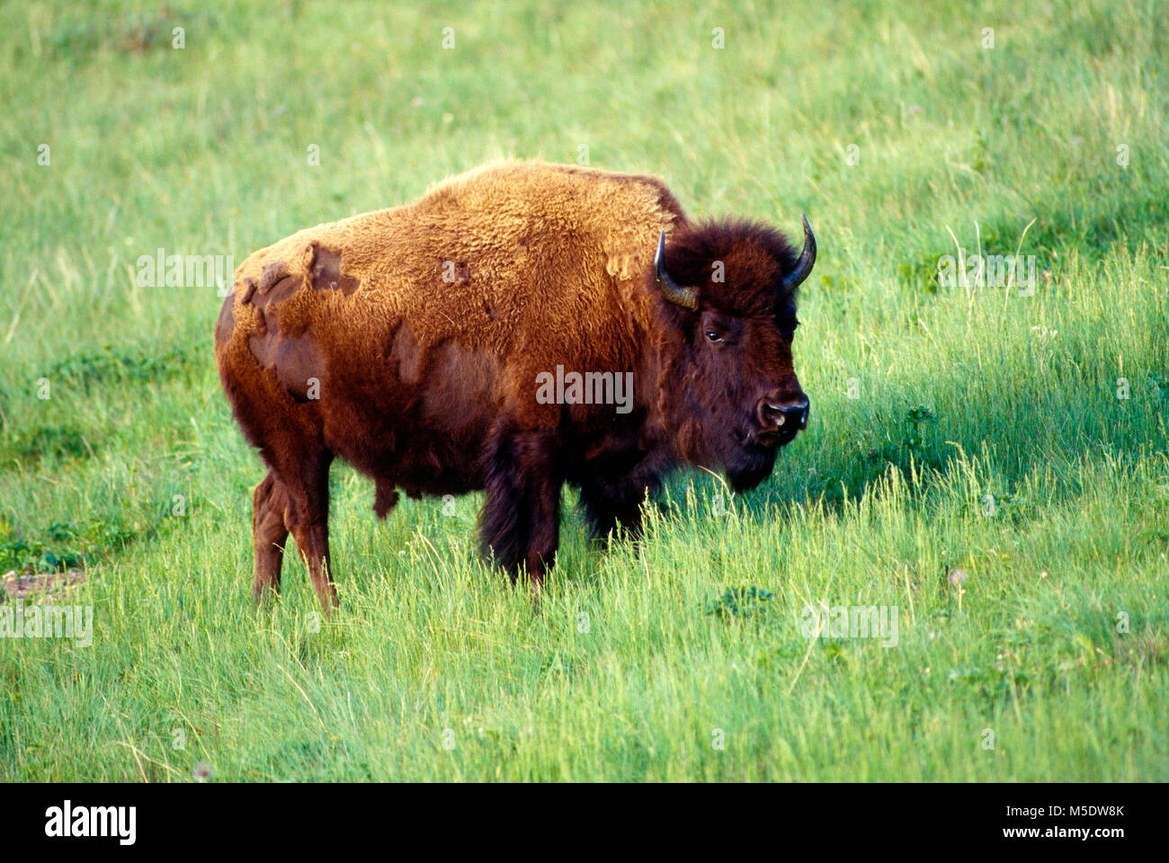 Bisonti americani, Bos bison, Bovidae, Bull, bovino selvatico, bovini, umettare la modifica al rivestimento di estate, Bison ecnlosure, Parco Nazionale dei laghi di Waterton, Alberta, C Foto Stock