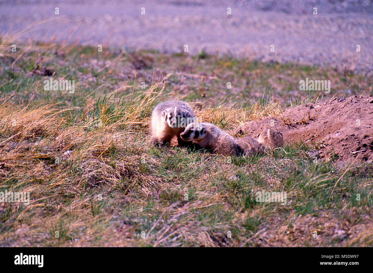 American Badger, Taxidae taxus, Mustelidae, Badger, famiglia, al burrow, Parco Nazionale dei laghi di Waterton, Alberta, Canada Foto Stock