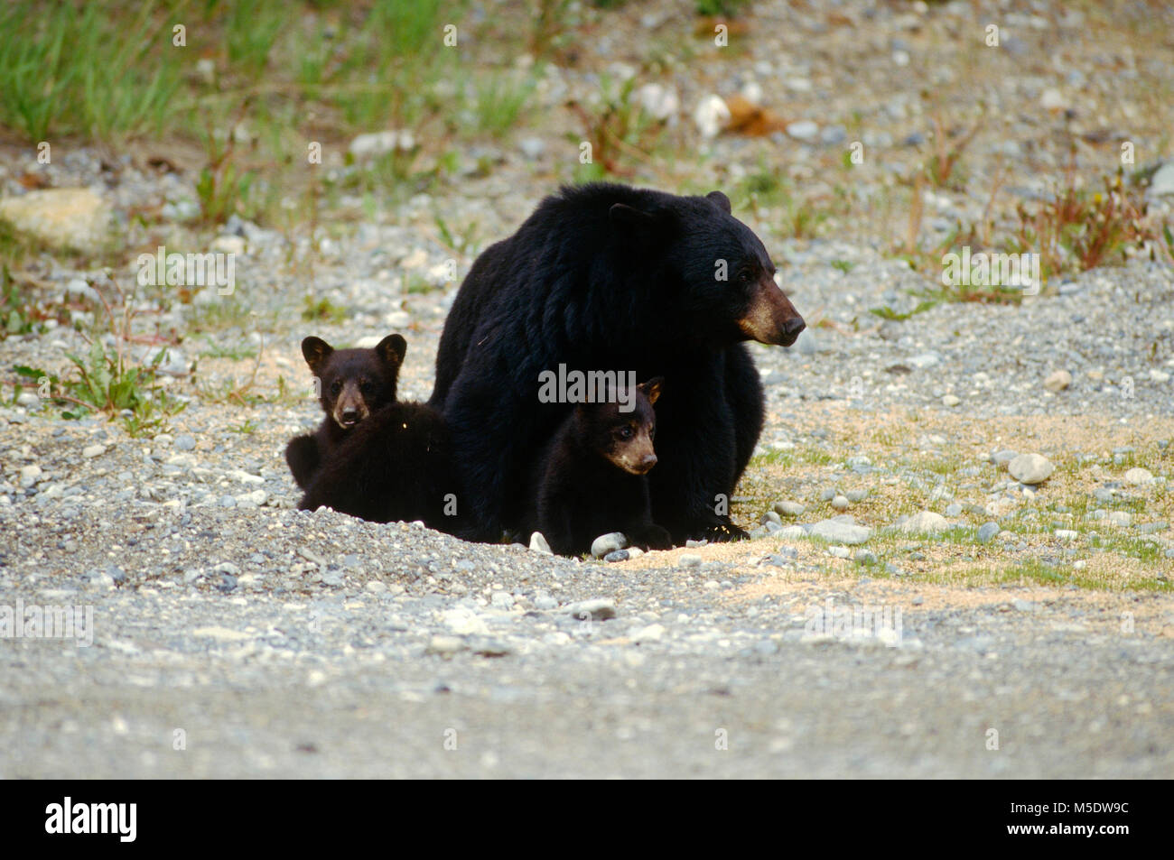 Orso nero, Ursus americanus, Ursidae, scrofa, cubs, area parcheggio, perdita di cereali, di mammifero, animale, il Parco Nazionale di Banff, Alberta, Canada Foto Stock