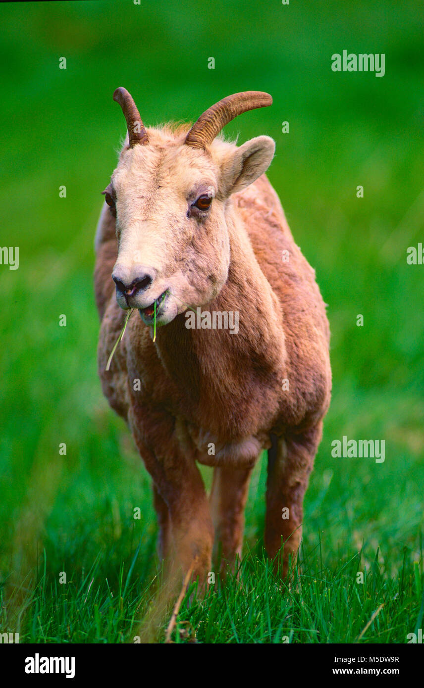 Bighorn, Ovis canadensis, Bovidae, pecora, pecore, mammifero, animale, Parco Nazionale dei laghi di Waterton, Alberta, Canada Foto Stock