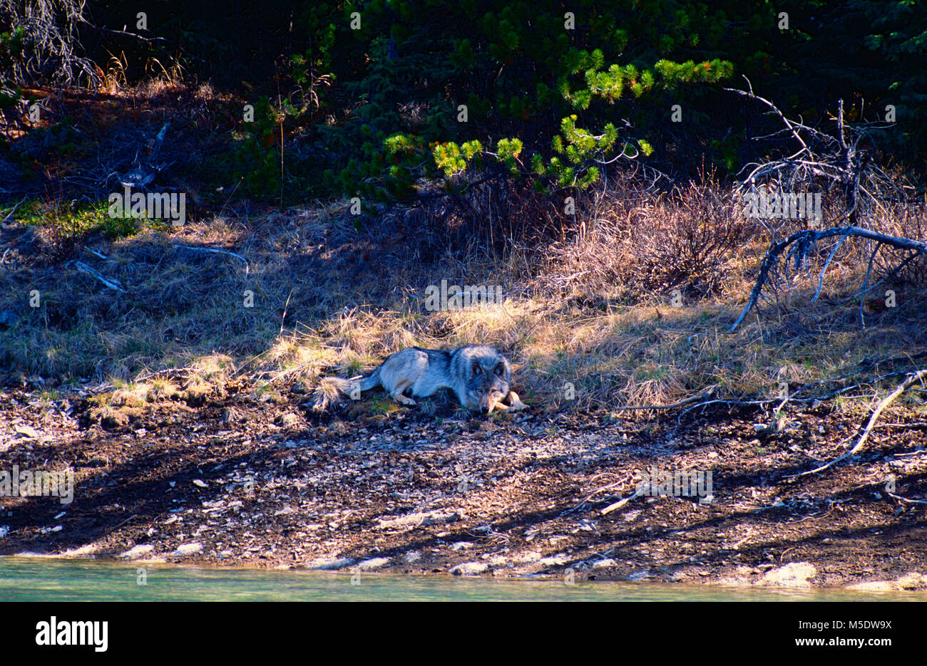 Lupo grigio, Canis lupus, Canidae, mammifero, animale, Valle Maligne, Jasper National Park, Alberta, Canada Foto Stock
