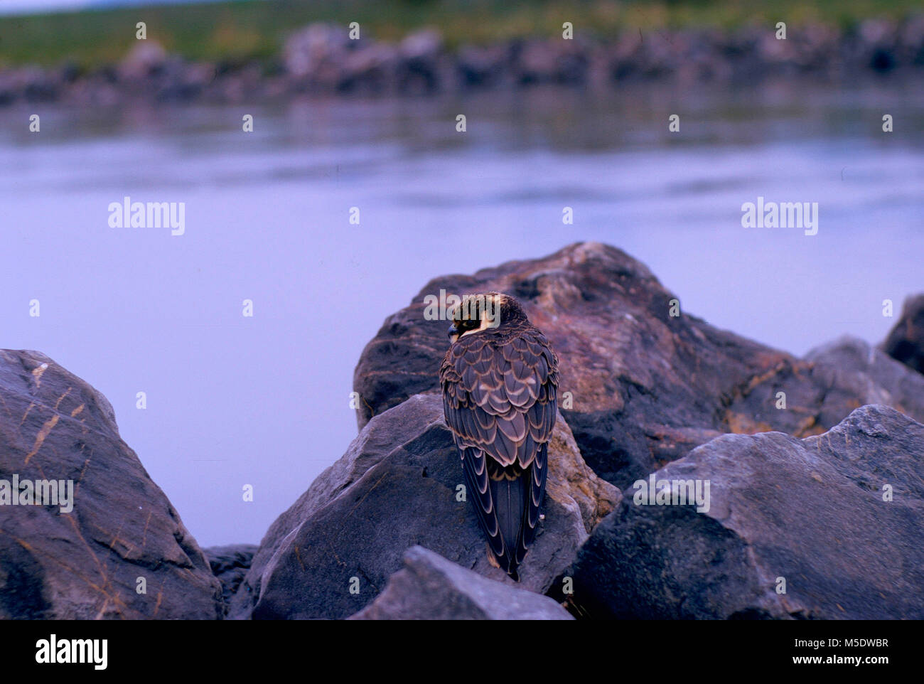 Eurasian Hobby, Falco Subbuteo®, Falconidi, capretti, Falcon, rapace, bird, animale, delta del Reno, il fiume Reno, Höchst, Vorarlberg, Austria Foto Stock