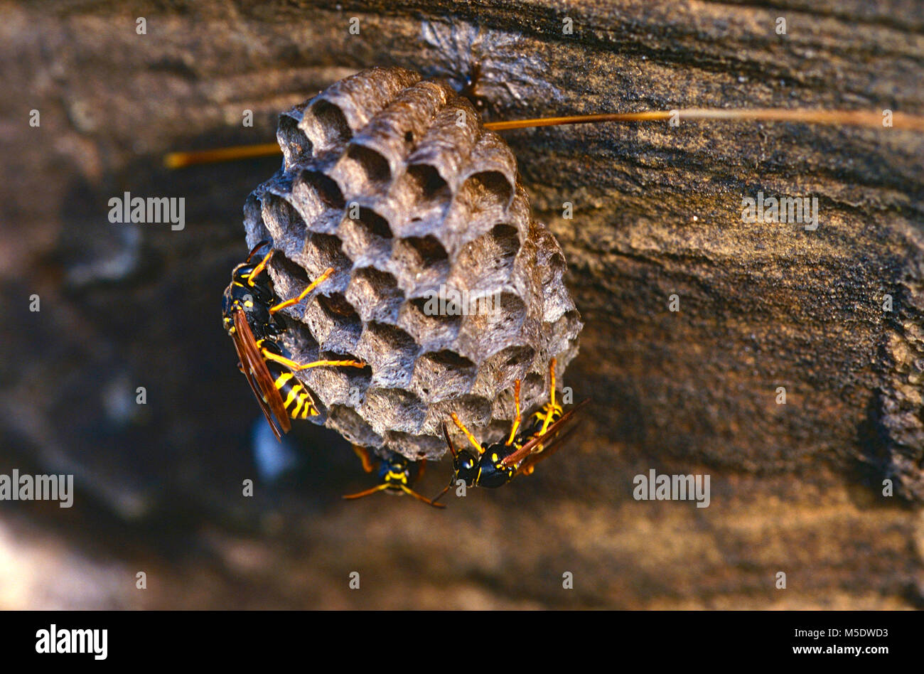 Wasp, Polistes gallicus, Vespidae, nido, su roccia, insetti, animali Fermeltal, il Cantone di Berna, Svizzera Foto Stock