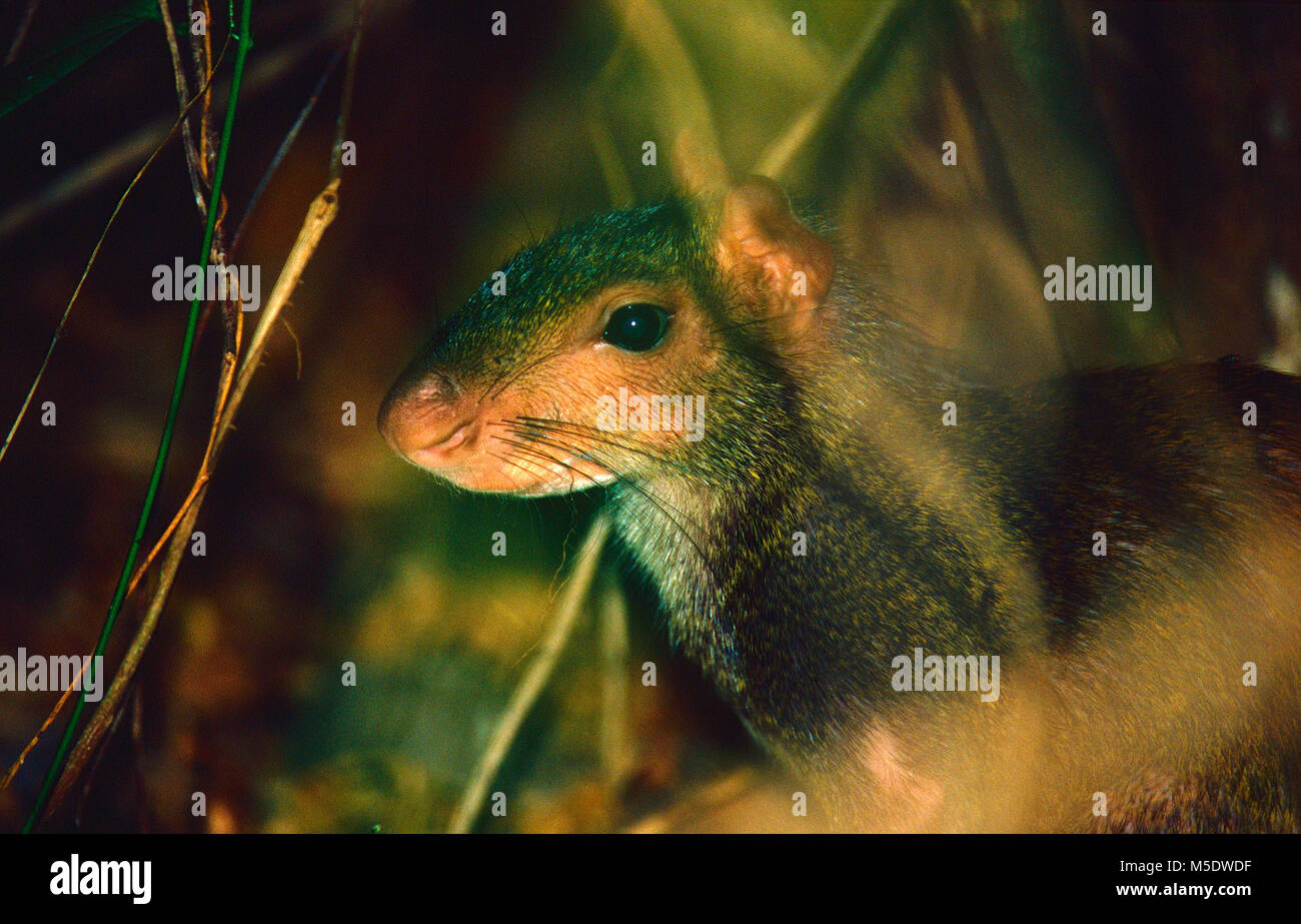 America centrale, agouti Dasyprocta punctata, Dasyproctidae, agouti, mamal, animale, foresta pluviale, Costa Rica Foto Stock
