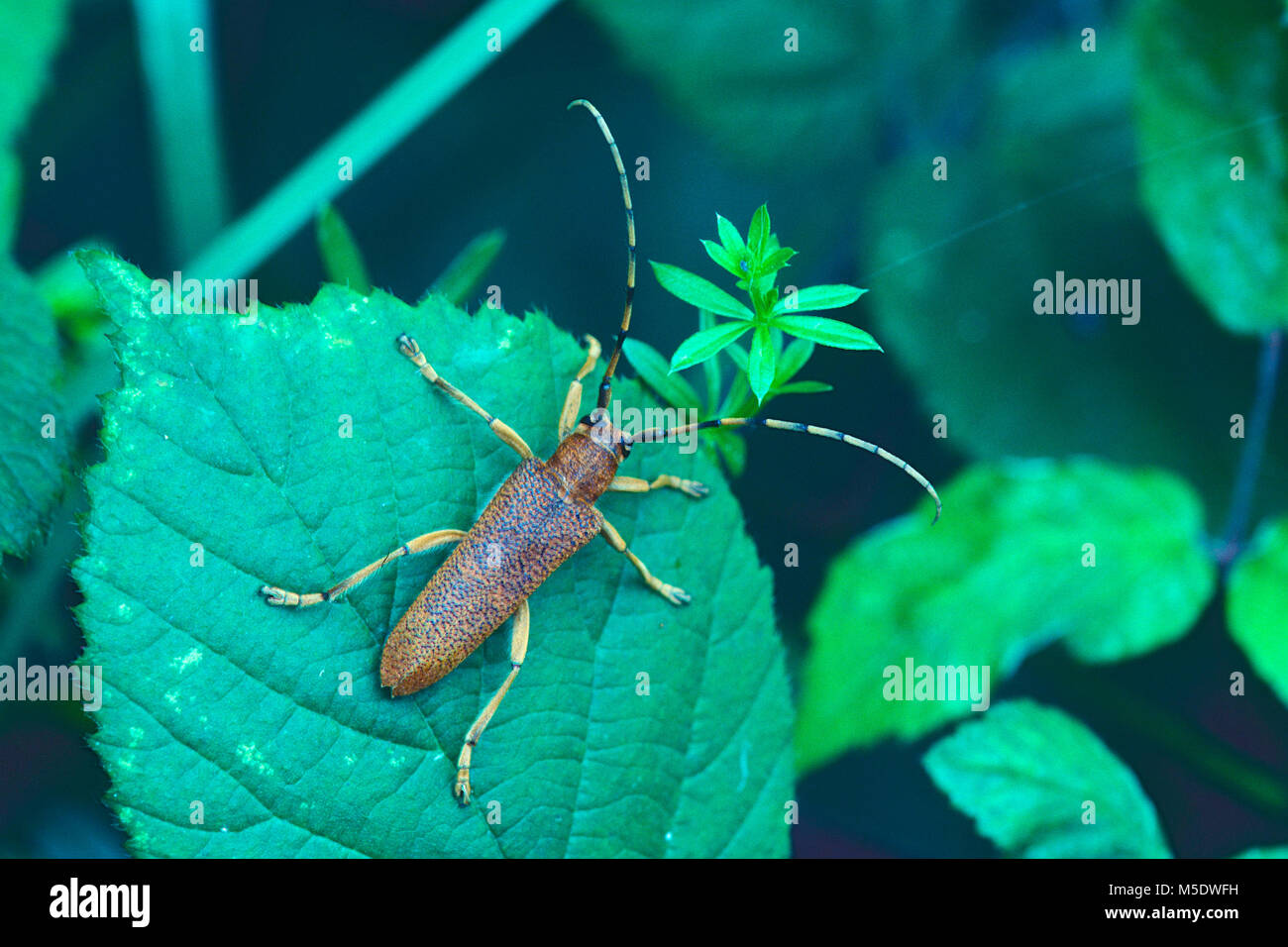 Grandi pioppi Longhorn, Saperda carcharias, Cerambycidae, Longhorn beetle, beetle, insetti, animali Grüt vicino a Gossau, Cantone di Zurigo, Svizzera Foto Stock