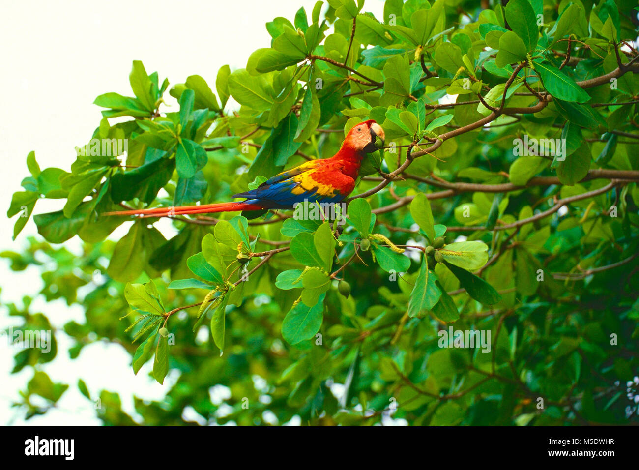 Scarlet Macaw, Ara macao, pappagalli macaw, bird, animale, Costa Rica Foto Stock