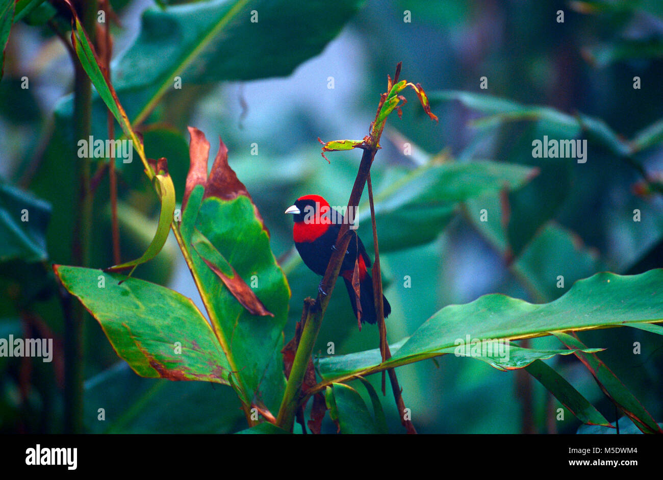 Selva bananita lodge immagini e fotografie stock ad alta risoluzione - Alamy