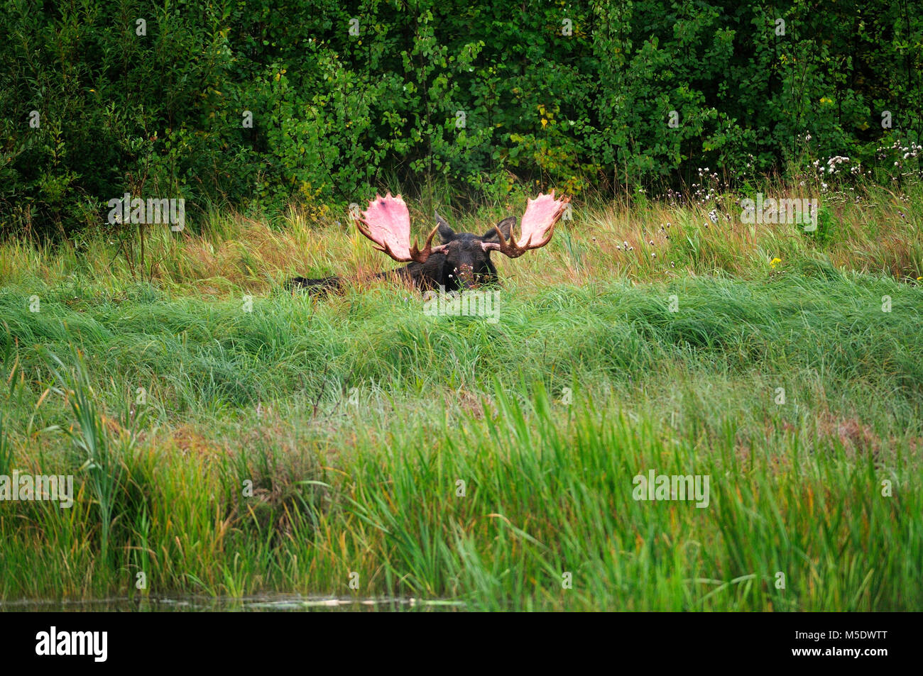 Alci, Alces alces, Cervidae, bulle, mammifero, animale, Elk Island National Park, Alberta, Canada Foto Stock