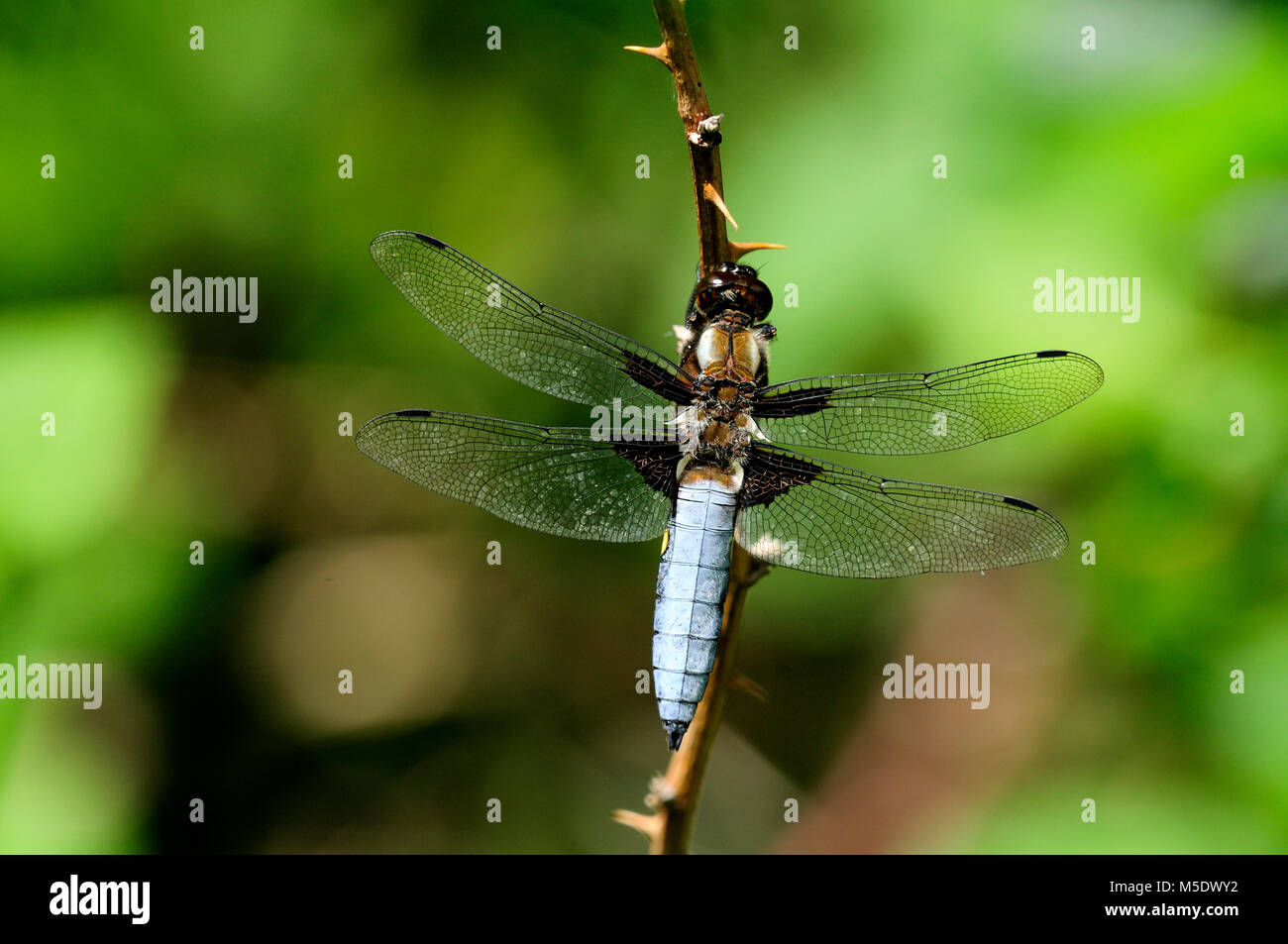 Ampio corpo chaser, Libellula depressa, Libellulidae, dragonfly, maschio, insetti, animali Lostallo del Cantone dei Grigioni, Svizzera Foto Stock