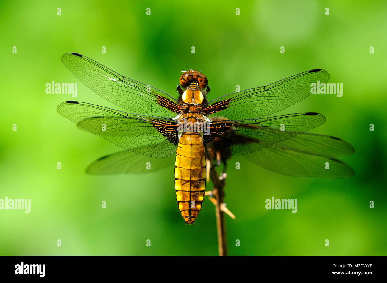 Ampio corpo chaser, Libellula depressa, Libellulidae, dragonfly, femmina, insetti, animali Lostallo del Cantone dei Grigioni, Svizzera Foto Stock