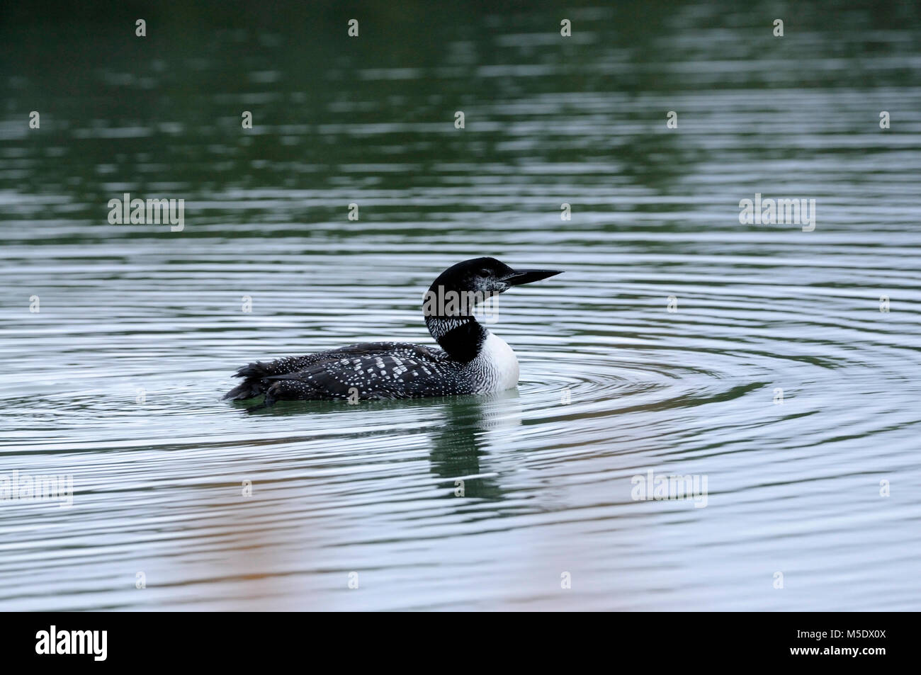 Loon comune, Gavia immer, Gavidae, Loon, piumaggio intermedio, bird, animale, il Parco Nazionale di Banff, Alberta, Canada Foto Stock
