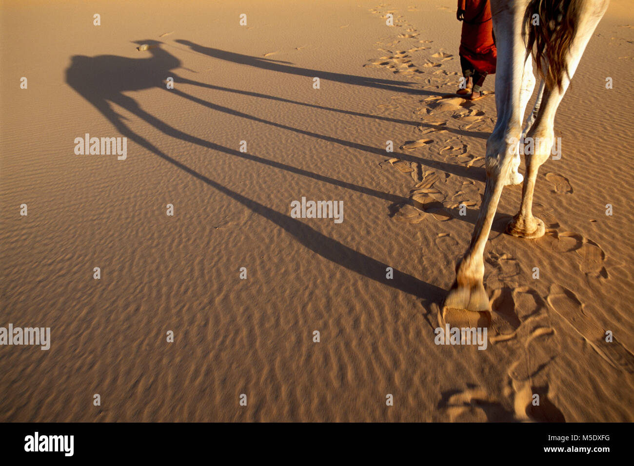 Niger, Tazarzait. Deserto del Sahara. Montagne d'aria. Il Sahel. Deserto Tenerè. Tribù Tuareg. Nomadi. Uomo con cammello. Foto Stock