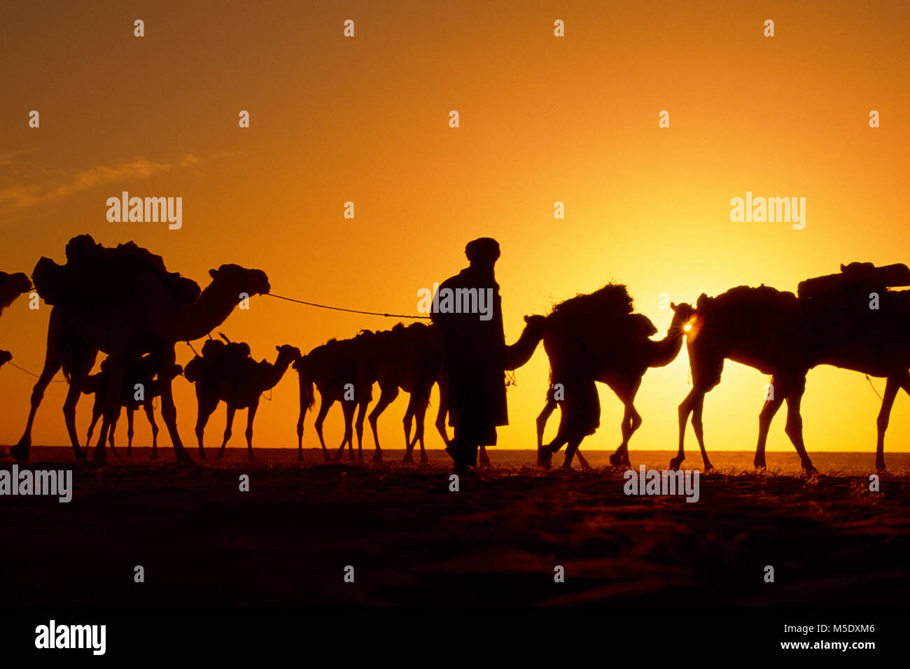 Niger. Agadez. Deserto del Sahara. Il Sahel. Deserto Tenerè. Tribù Tuareg. Nomadi. Sale tradizionali caravan da Agadez alle oasi Fachi e Bilma. Unesco, W Foto Stock