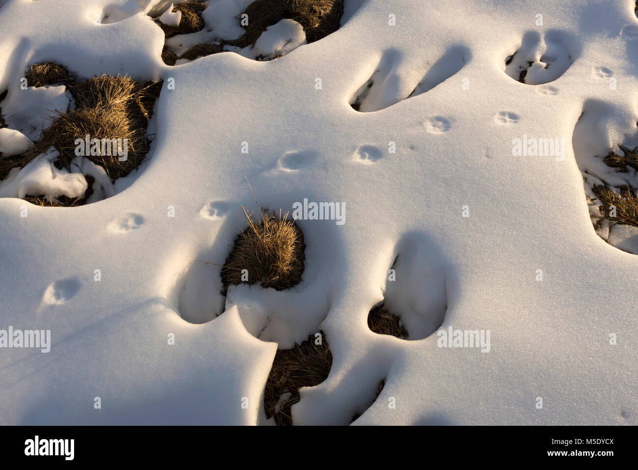 La mancanza di neve, Svizzera, area sci, sci, Vallese, Riederalp, animale via Foto Stock