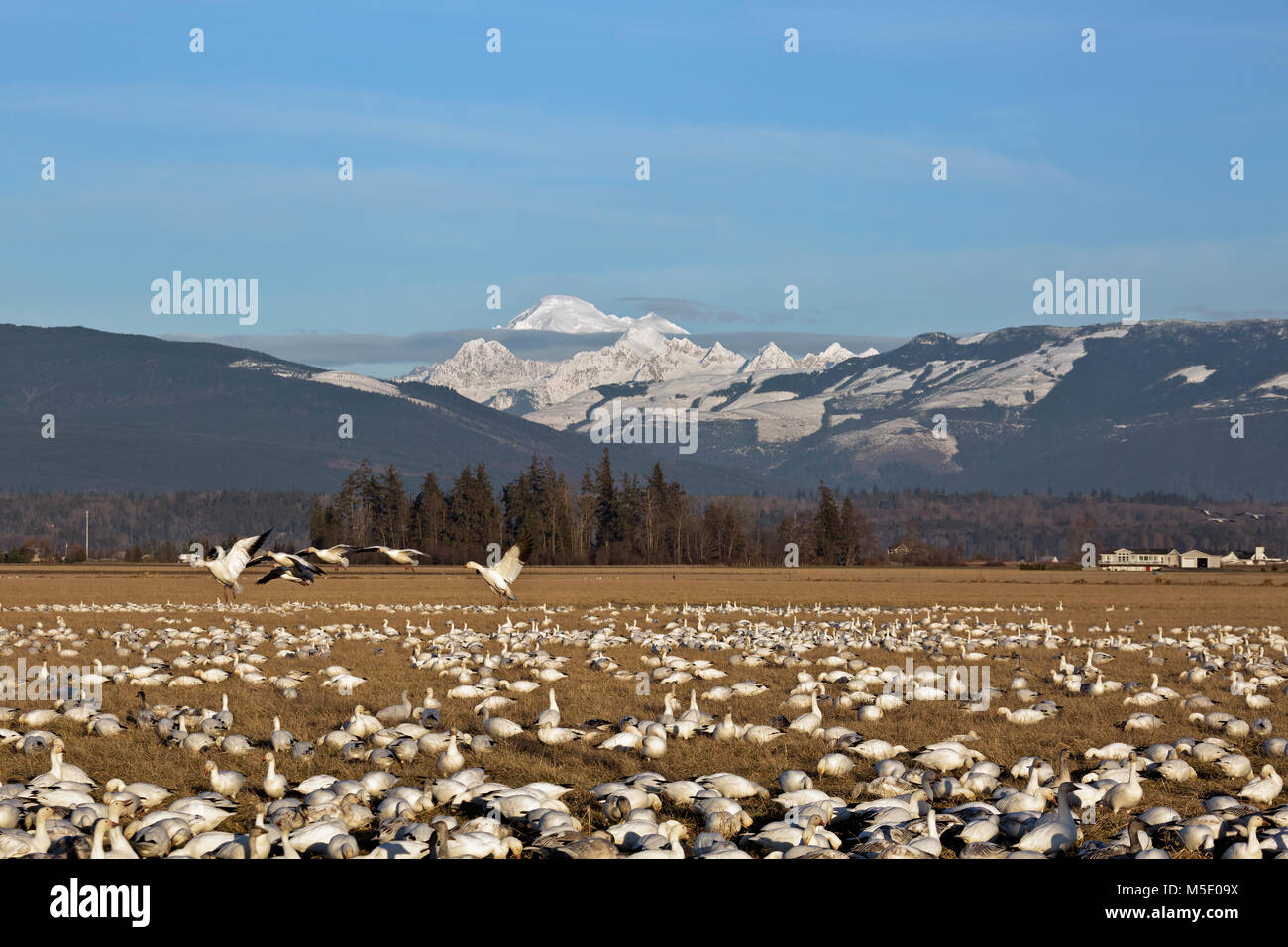 WA13572-00...WASHINGTON - le oche delle nevi rilassante e alimentando in un campo del Skagit River Delta vicino Edision con Mount Baker in background. Foto Stock