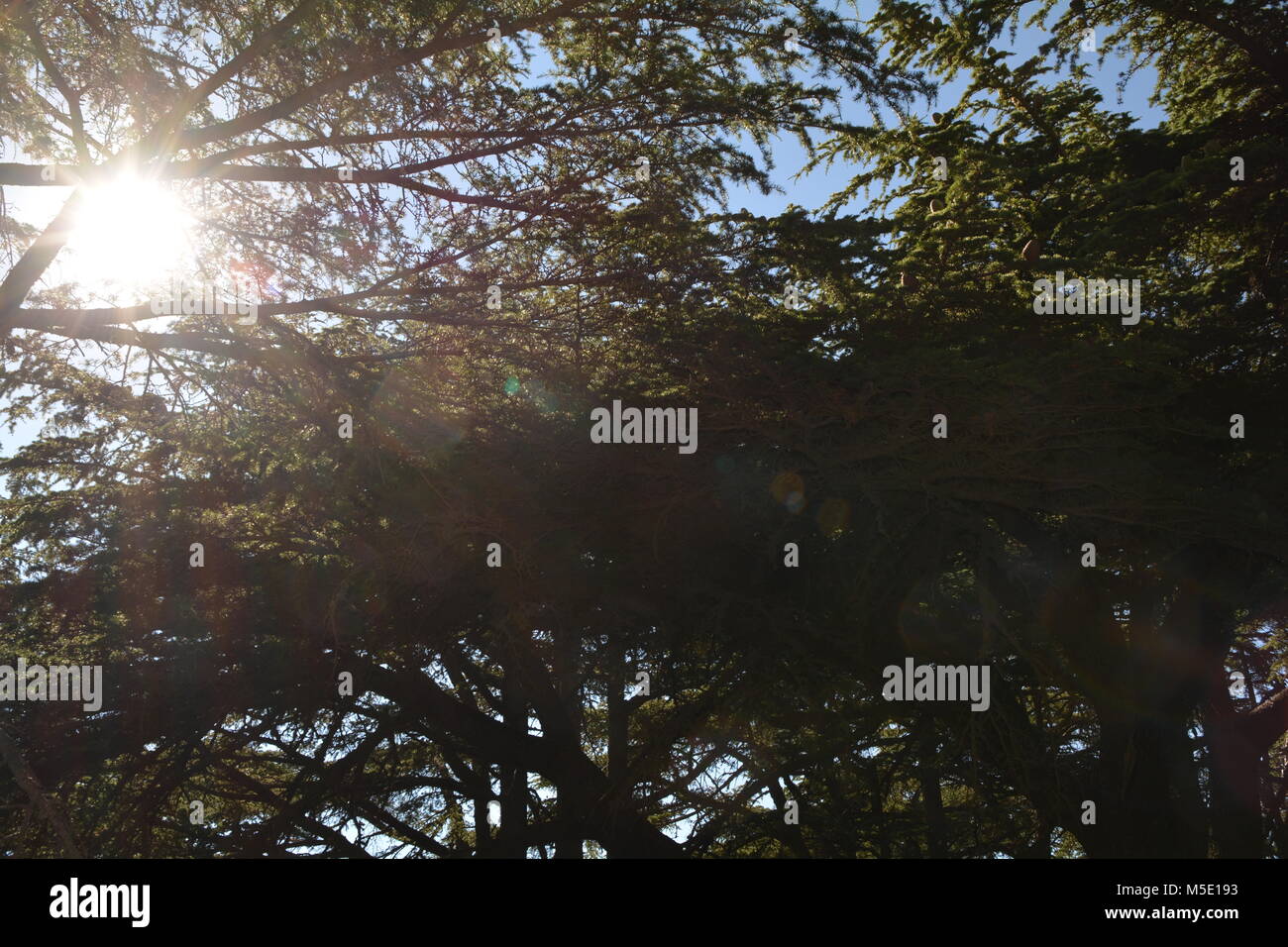 Alberi, verde e soleggiata Foto Stock