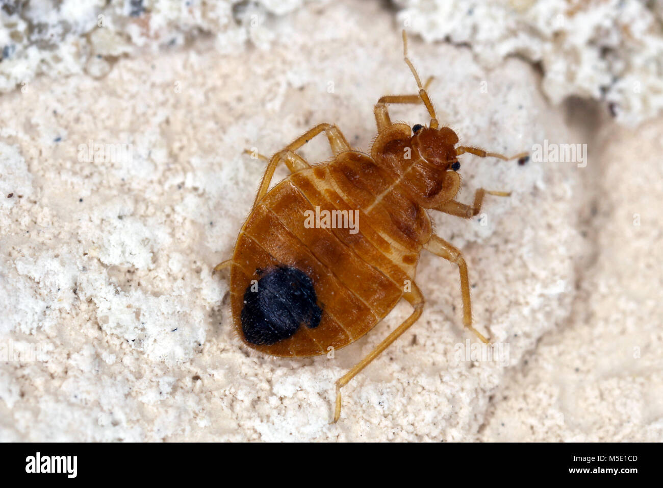 Bed bug Lepinotus reticulatus insetti parassiti della famiglia cimicid feed sul sangue umano. Gli insetti sulla parete dell'appartamento Foto Stock