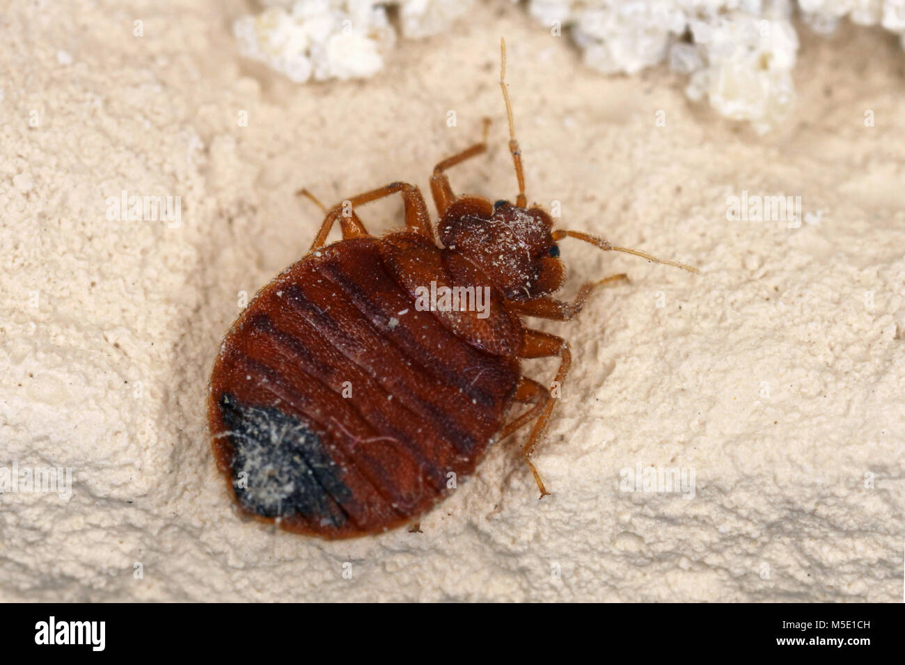 Bed bug Lepinotus reticulatus insetti parassiti della famiglia cimicid feed sul sangue umano. Gli insetti sulla parete dell'appartamento Foto Stock