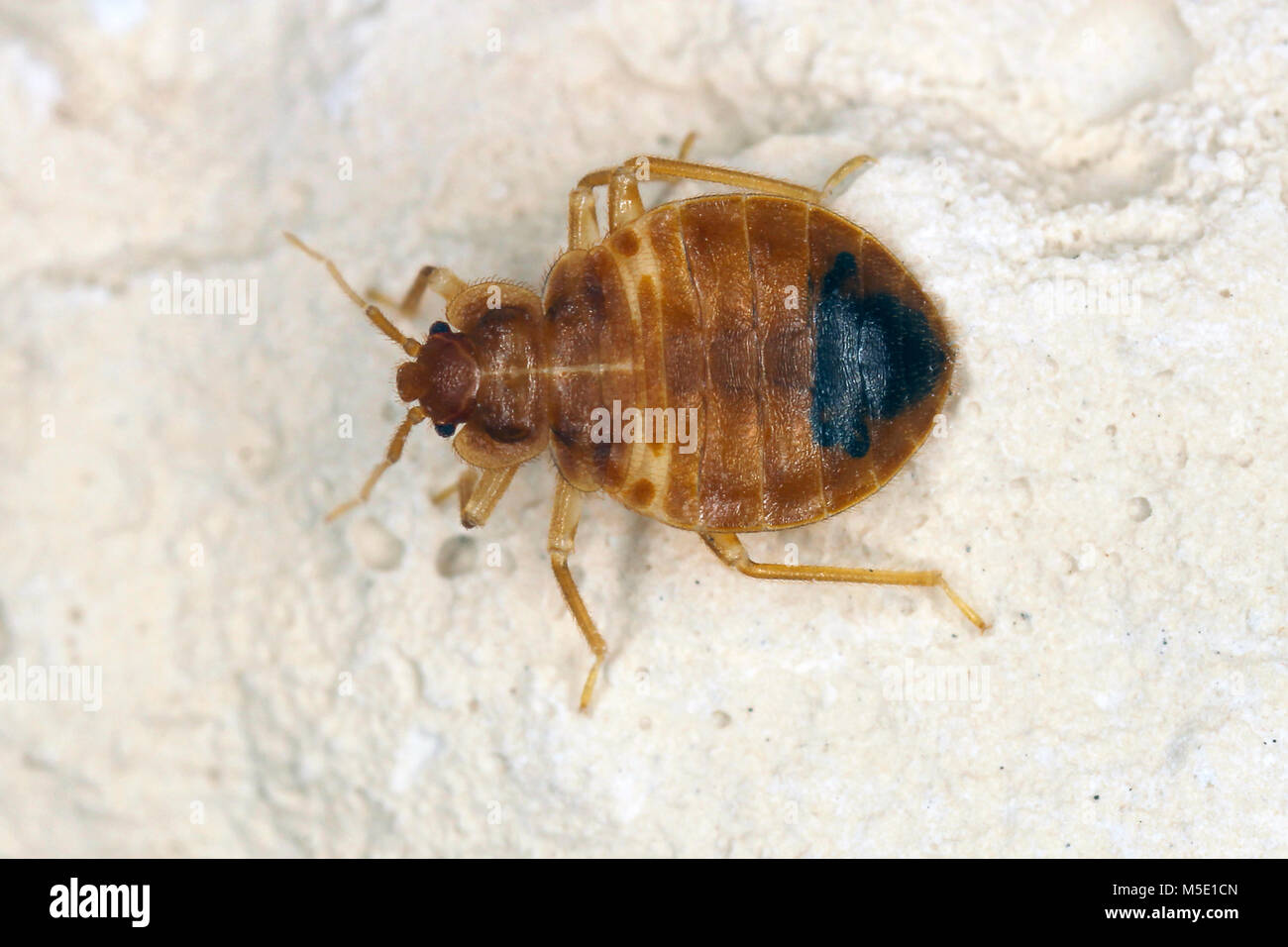Bed bug Lepinotus reticulatus insetti parassiti della famiglia cimicid feed sul sangue umano. Gli insetti sulla parete dell'appartamento Foto Stock