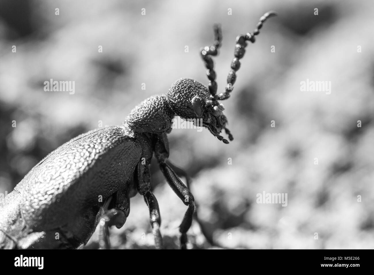 Animale, beetle, carapace, giorno, corna, insetto, macro, natura, shine Foto Stock