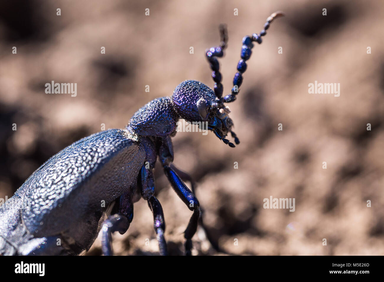 Animale, beetle, carapace, giorno, corna, insetto, macro, natura, shine Foto Stock